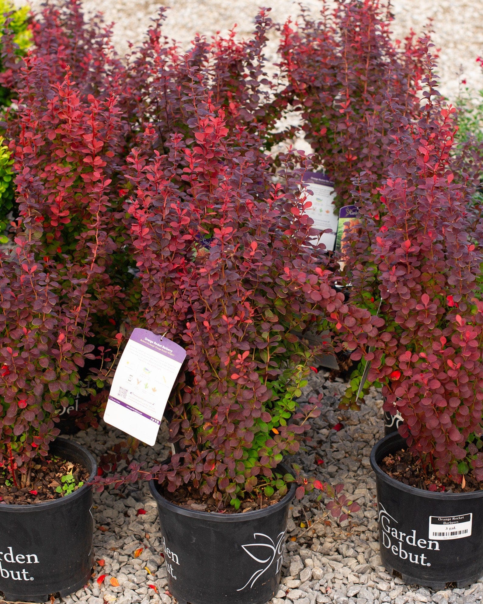 Orange Rocket Barberry - view 4