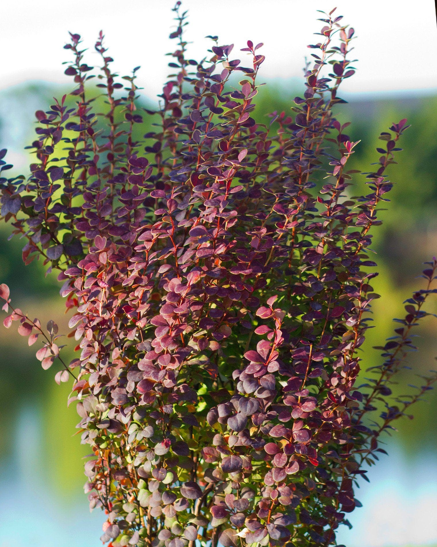 Orange Rocket Barberry - view 5