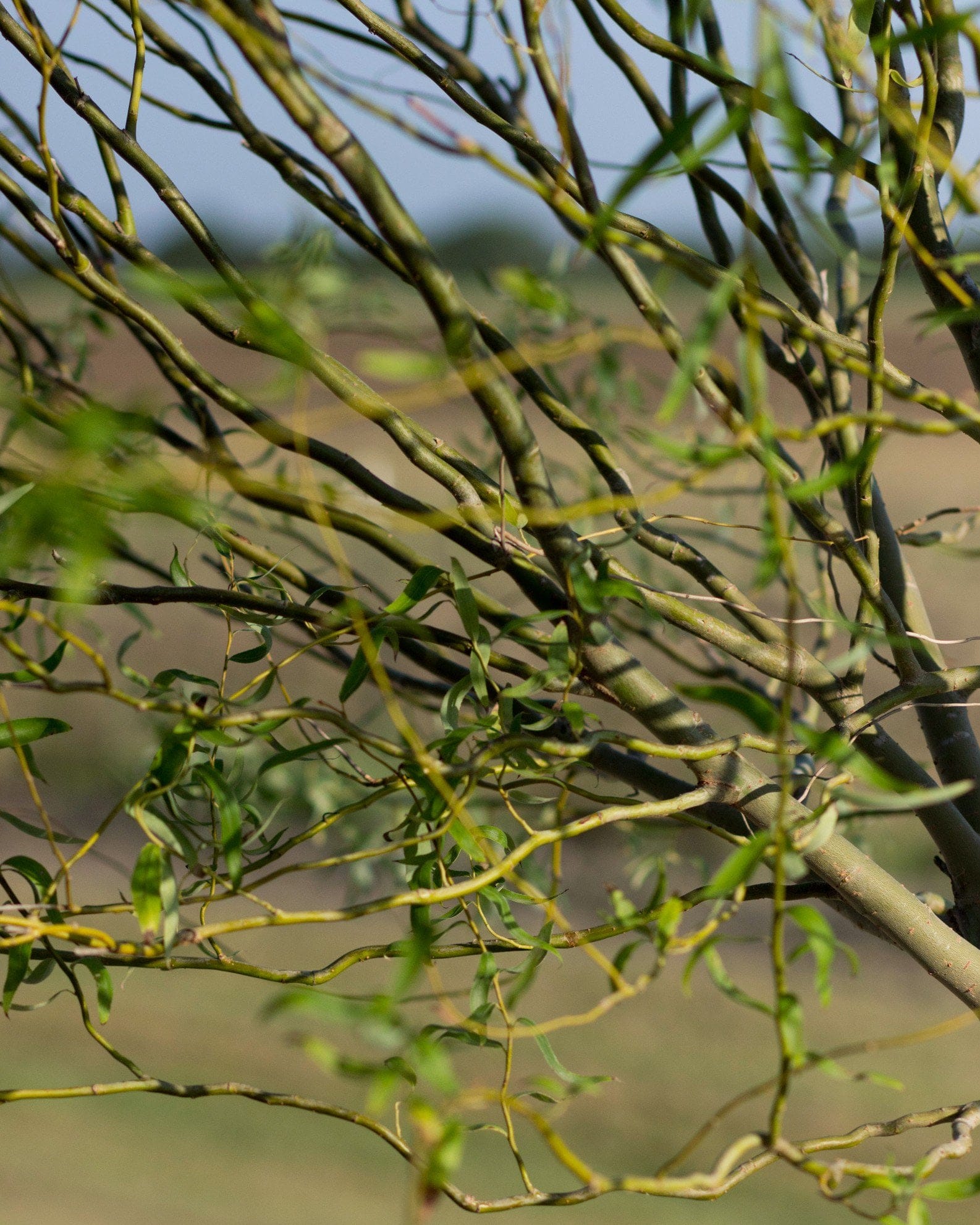 Corkscrew Willow - view 5