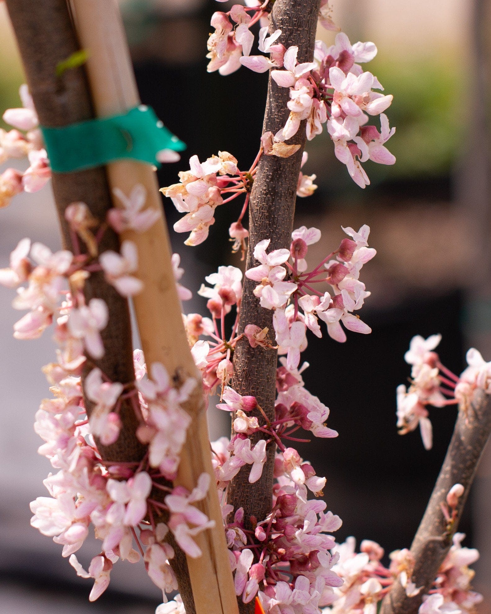 Cotton Candy Redbud - view 2