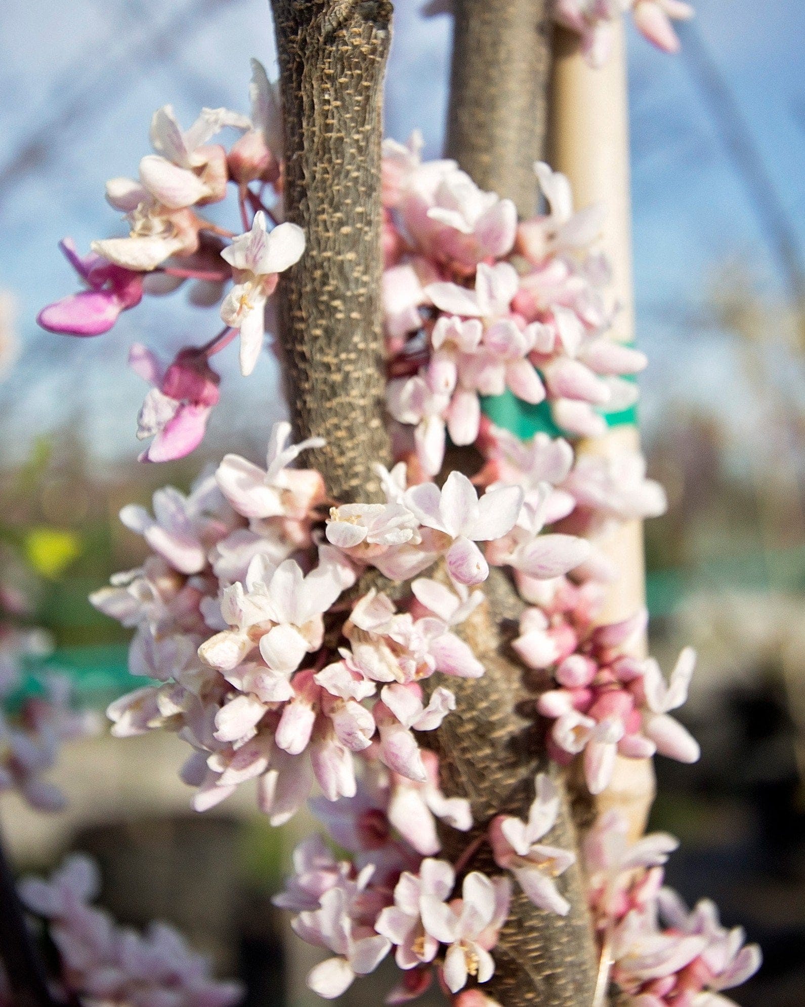 Cotton Candy Redbud