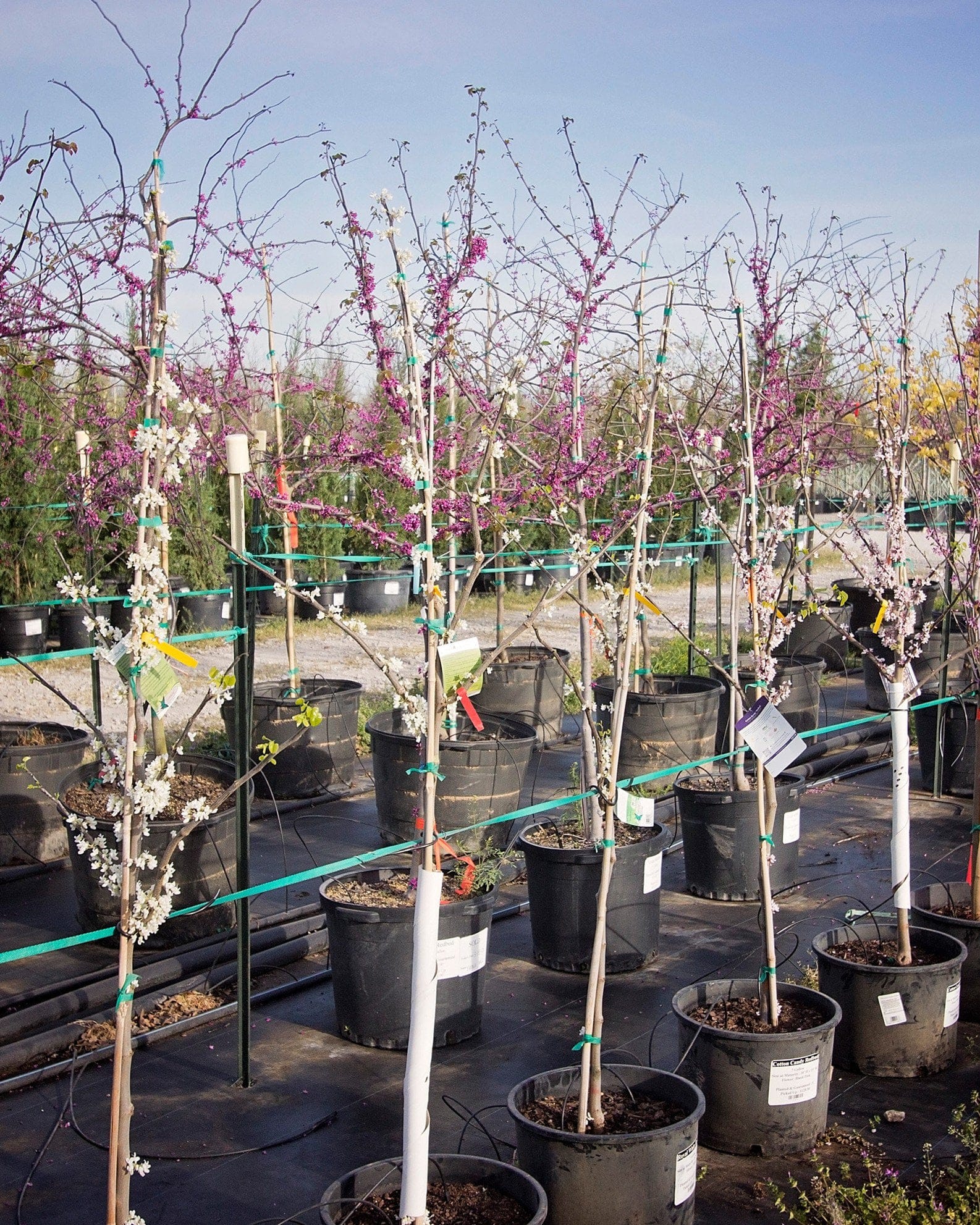 Cotton Candy Redbud - view 5