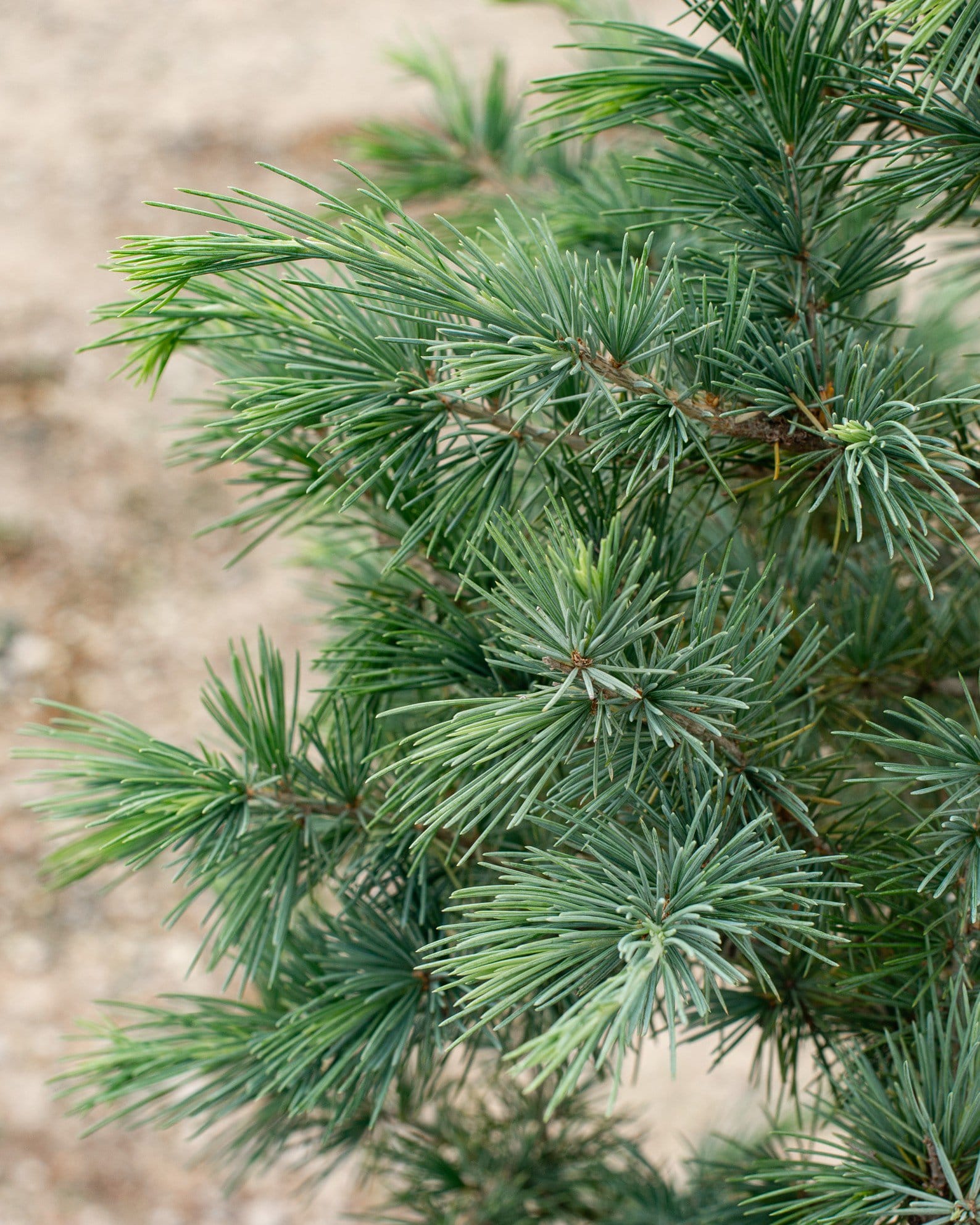 Deodar Cedar Patti Faye - view 2