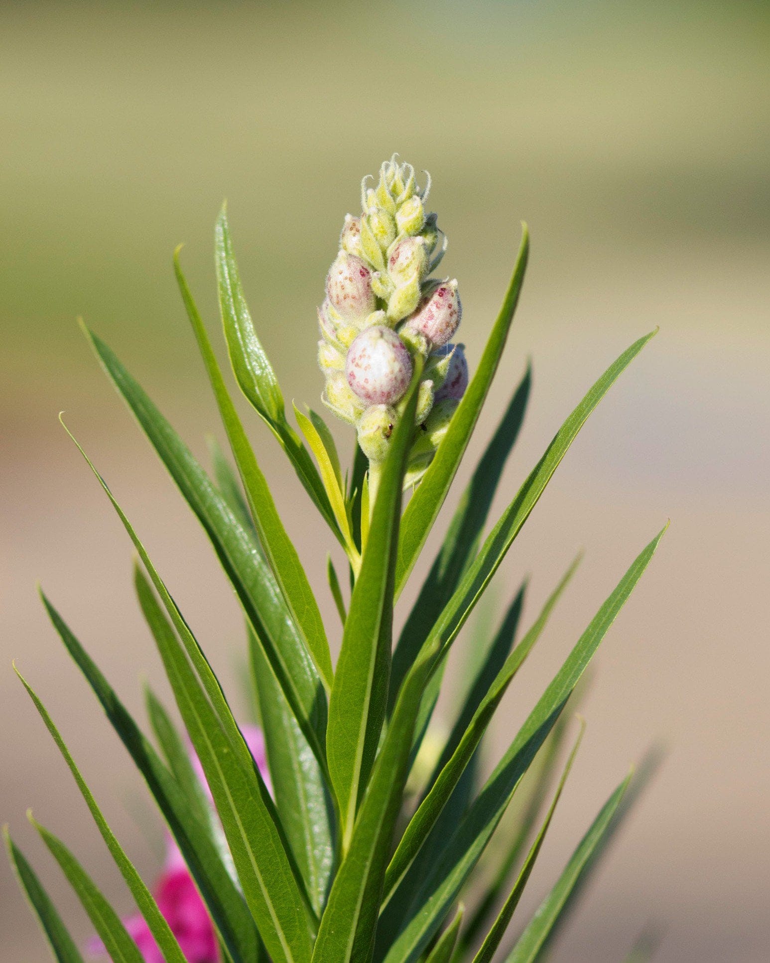 Bubba Desert Willow - view 2