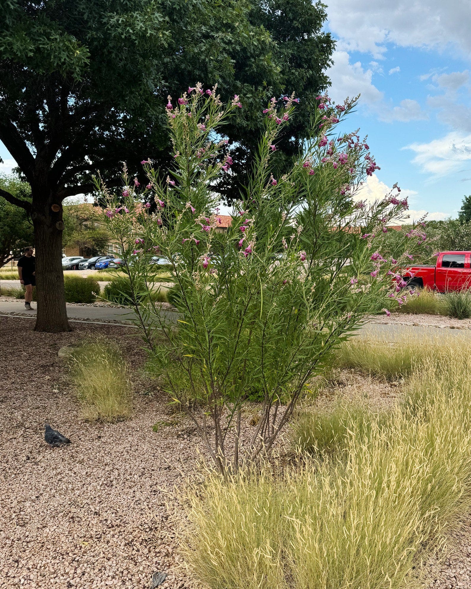 Bubba Desert Willow - view 3