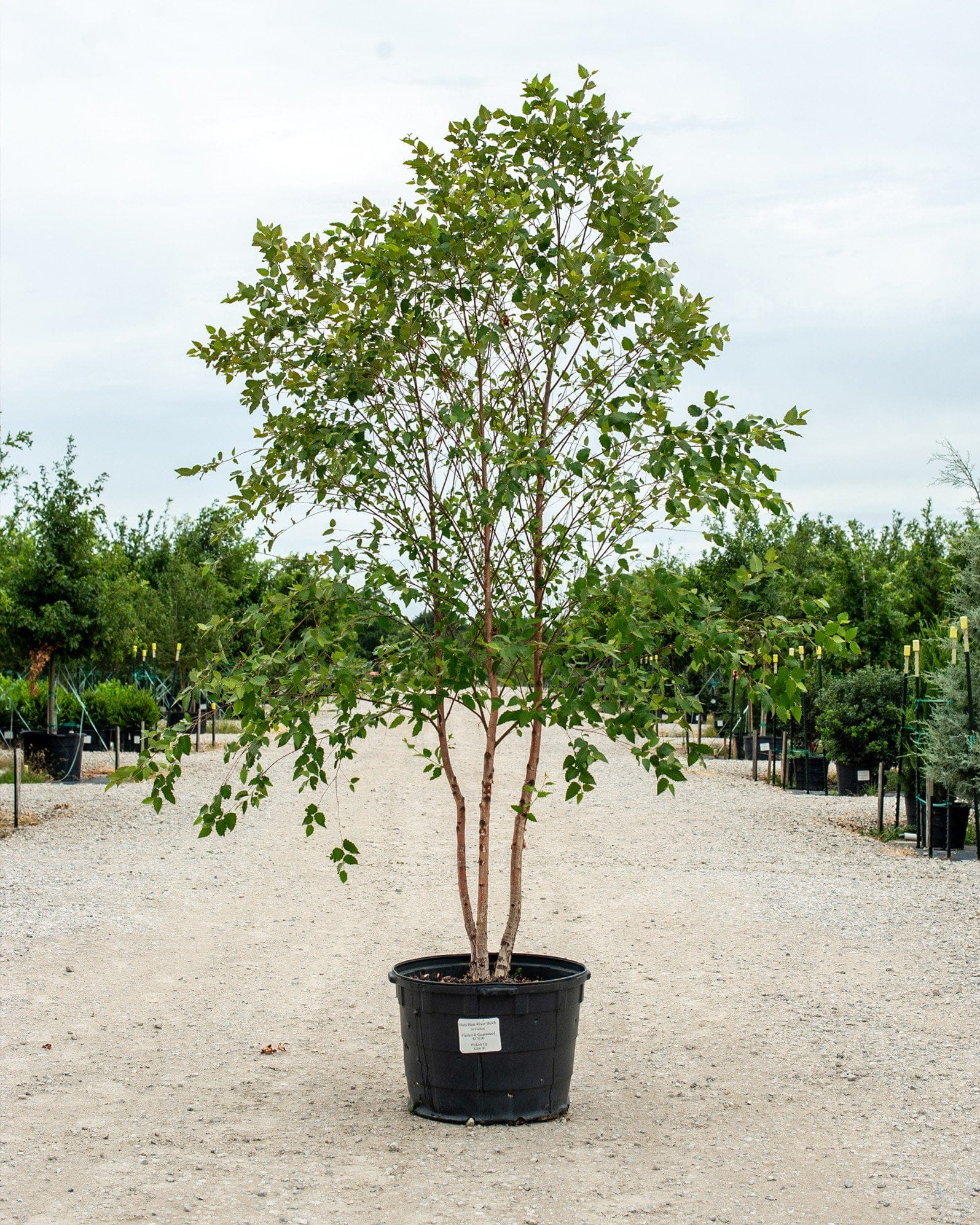 Dura Heat River Birch
