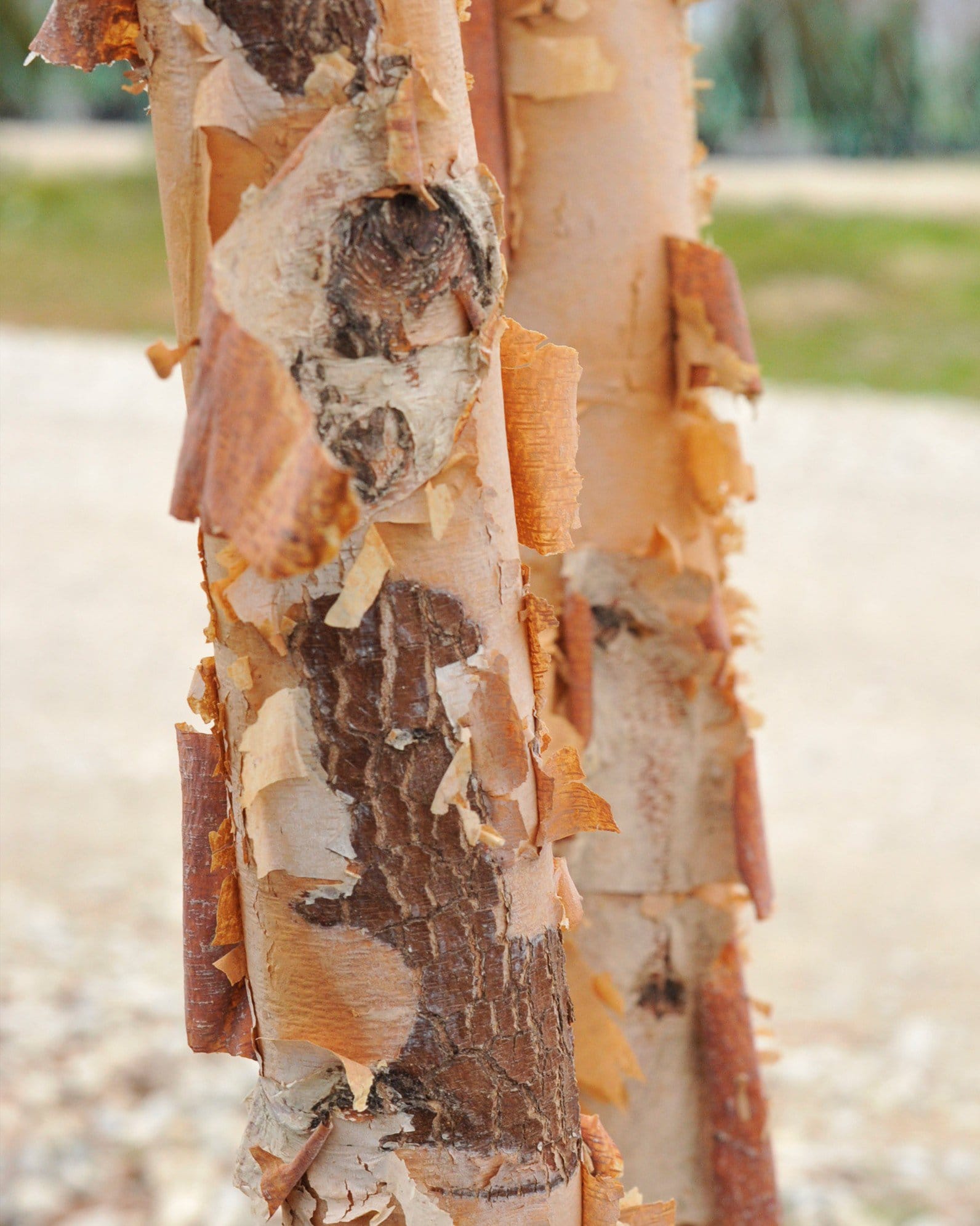 Dura Heat River Birch - view 3