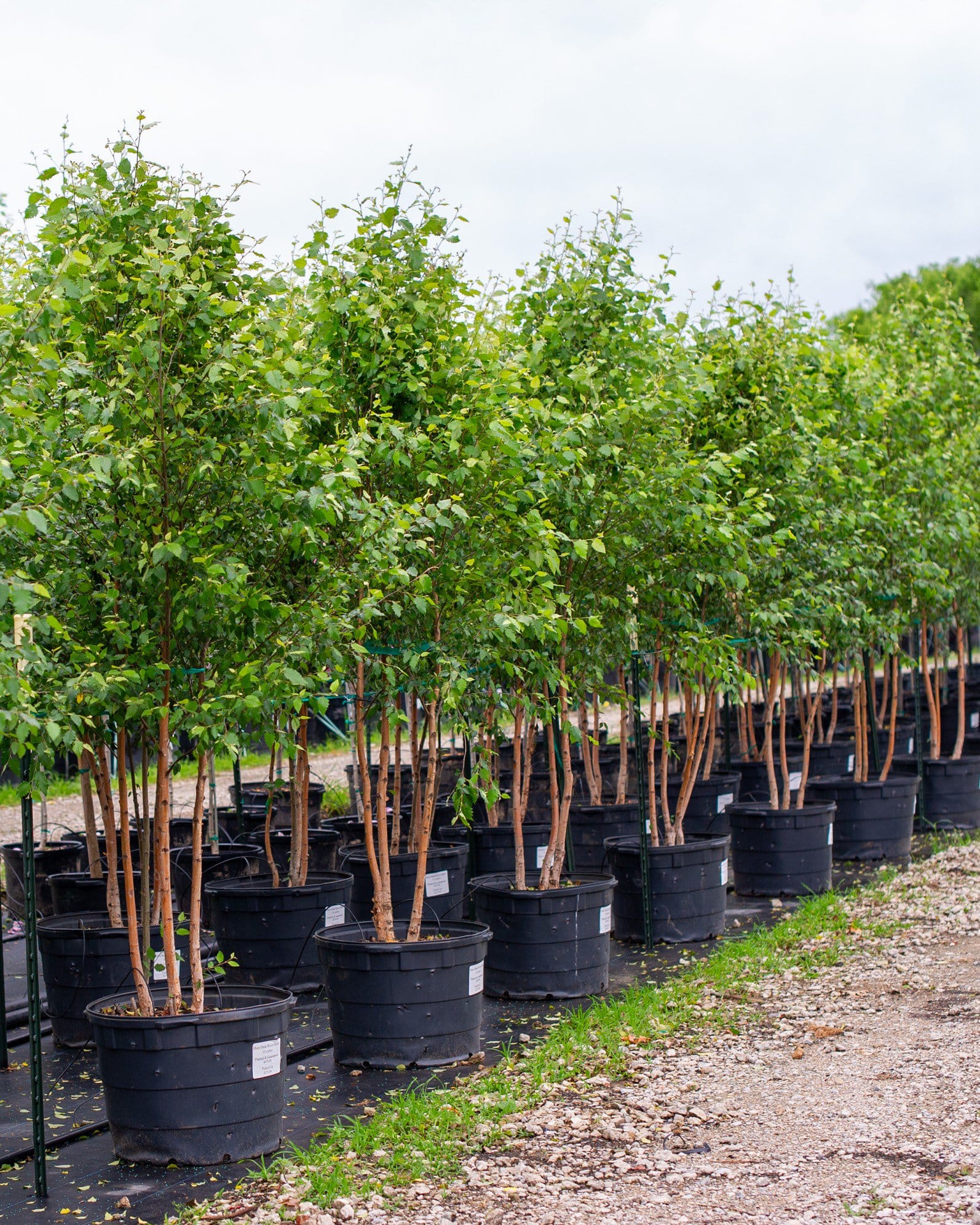 Dura Heat River Birch - view 5