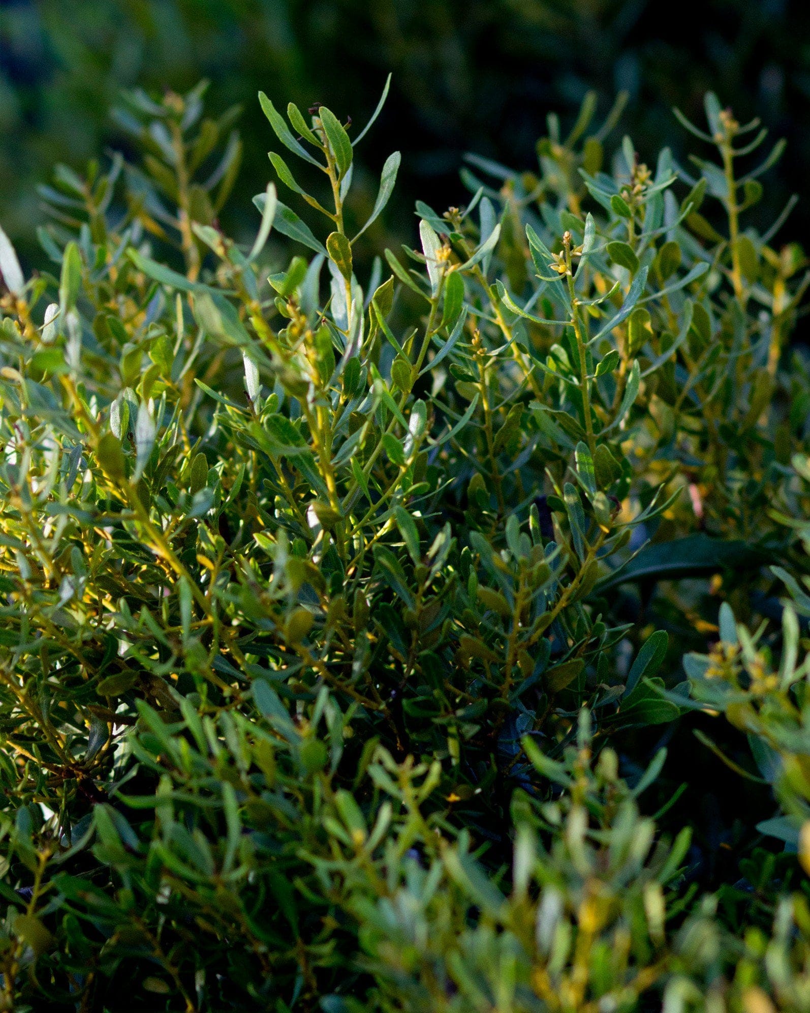 Dwarf Wax Myrtle - view 2