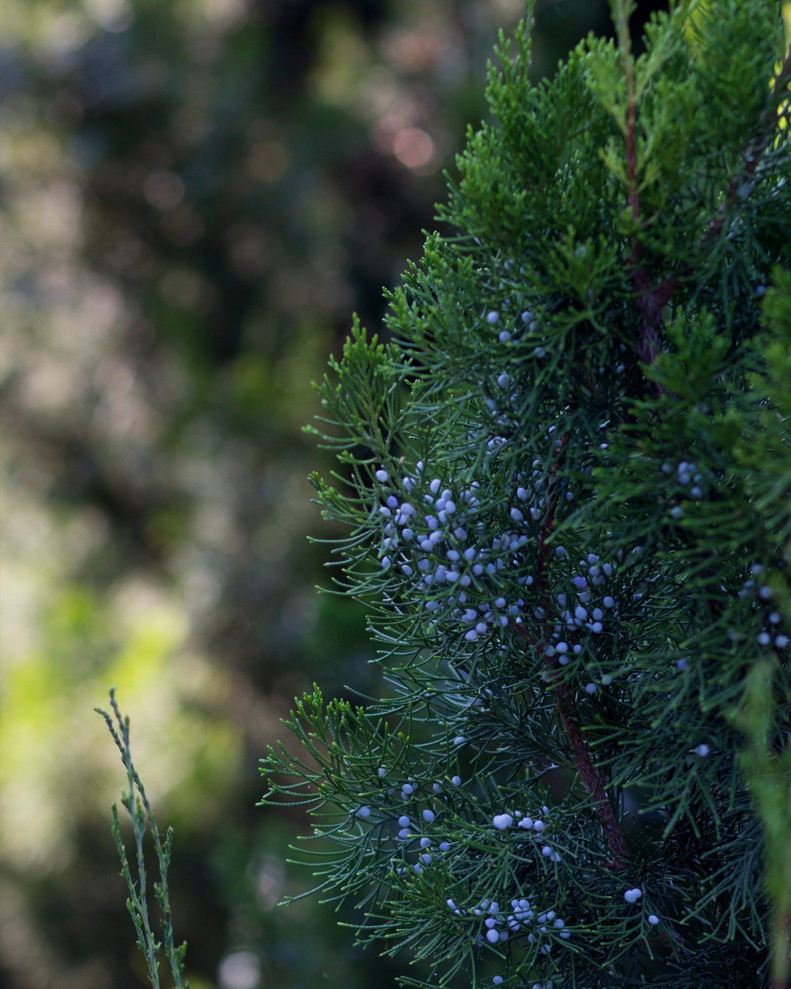 Eastern Red Cedar Brodie - view 2