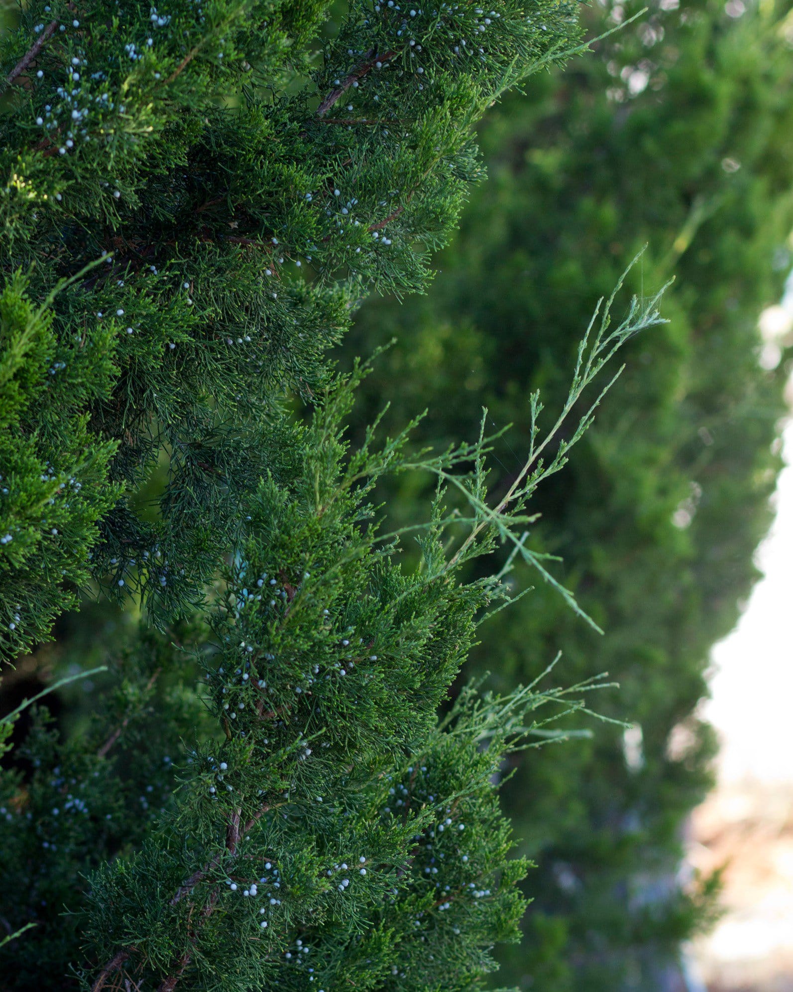 Eastern Red Cedar Brodie - view 3