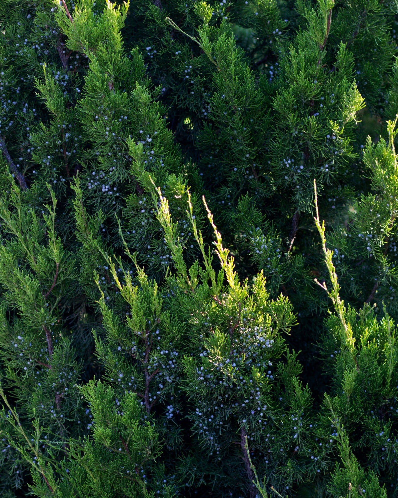 Eastern Red Cedar Brodie - view 4