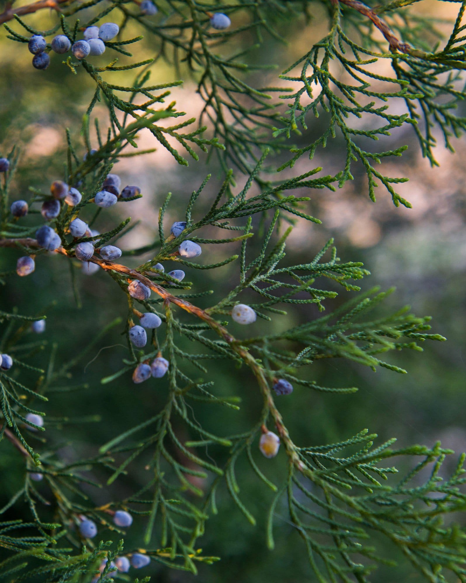 Eastern Red Cedar - view 2