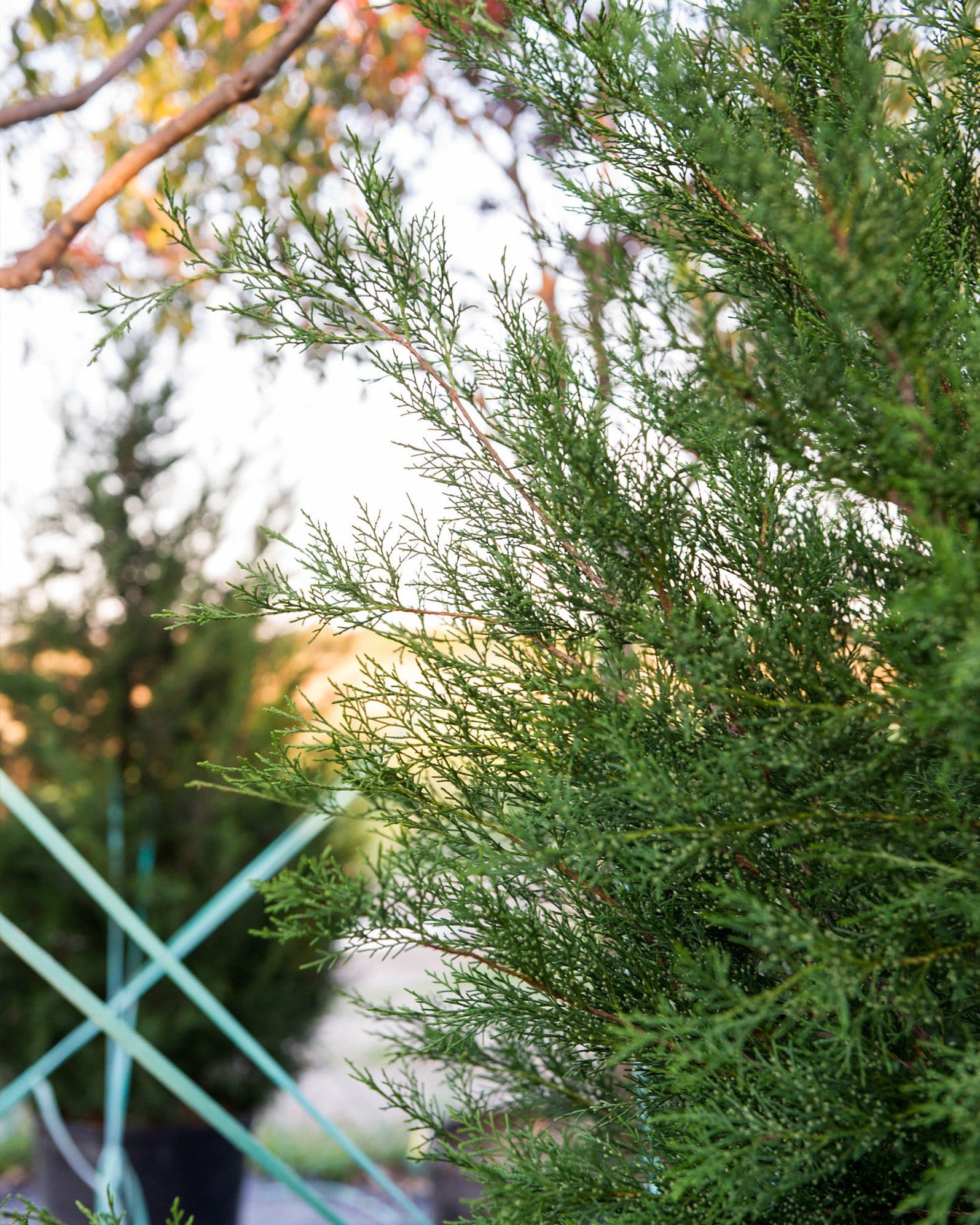 Eastern Red Cedar - view 3