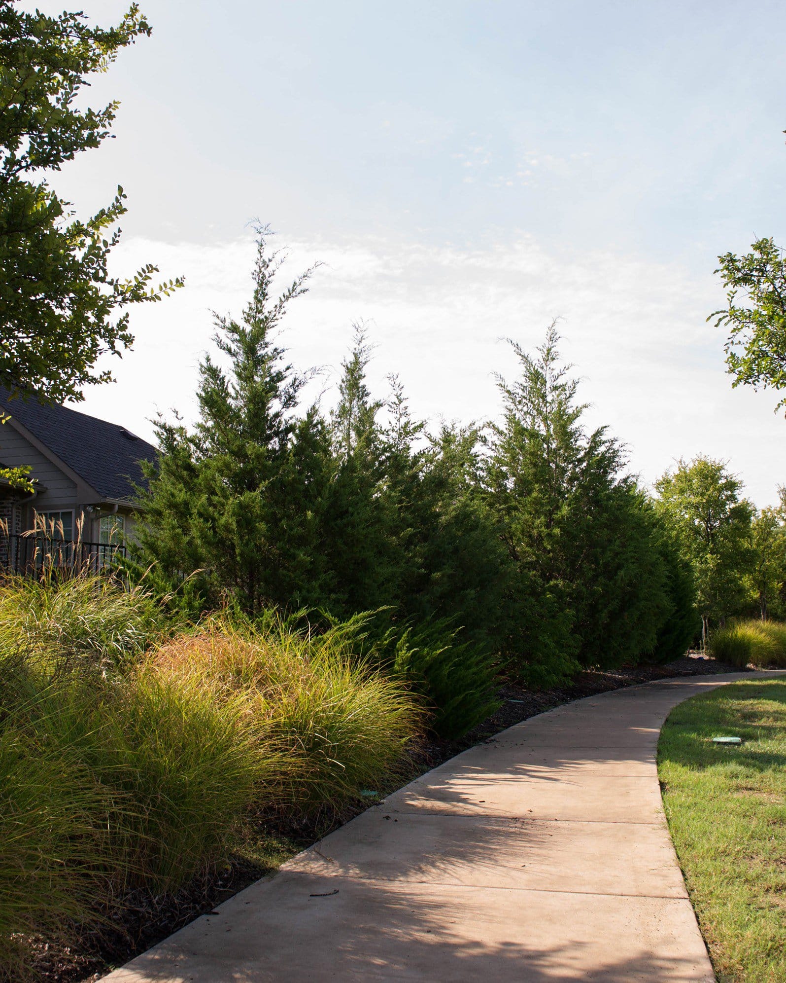 Eastern Red Cedar - view 4