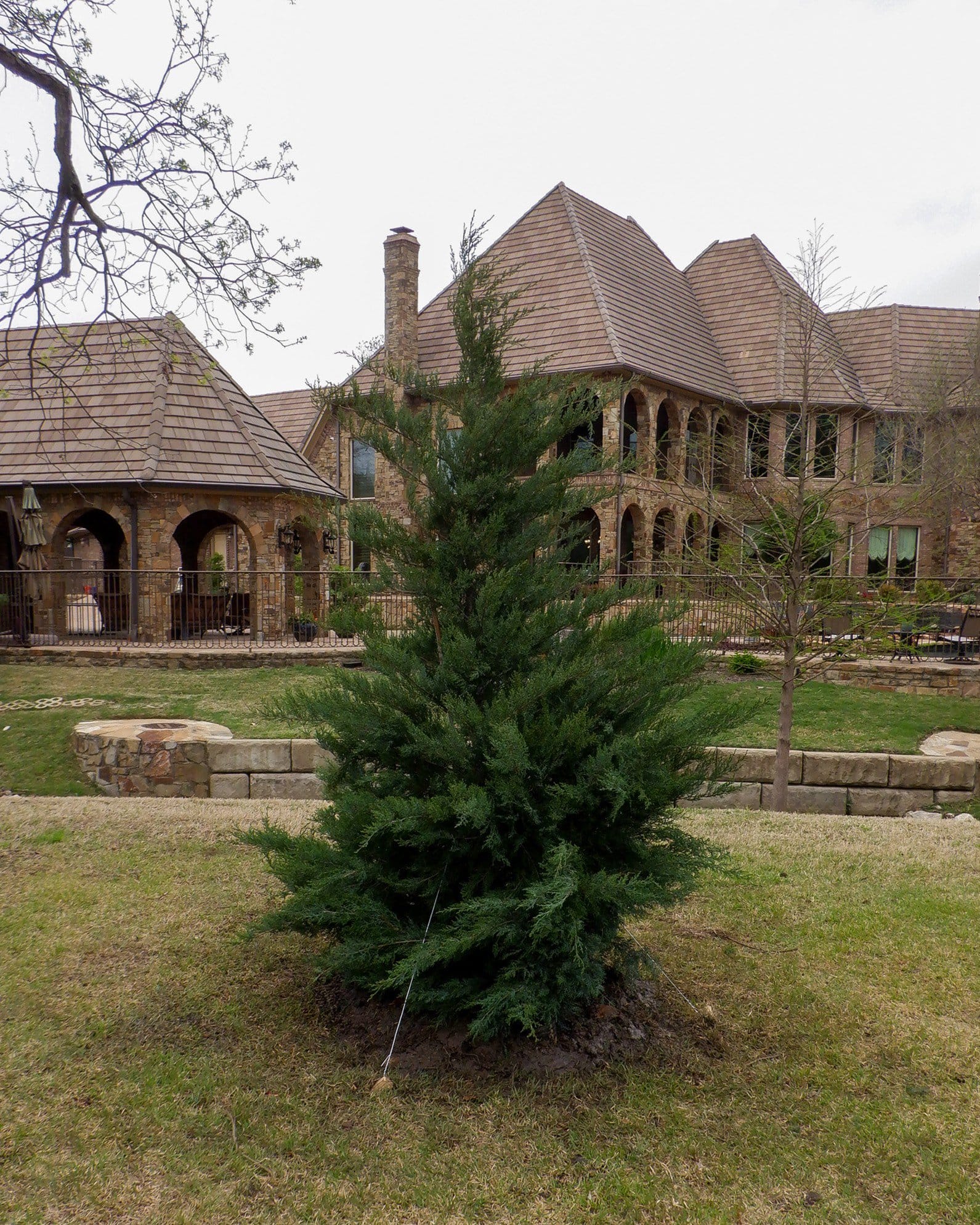 Eastern Red Cedar - view 5