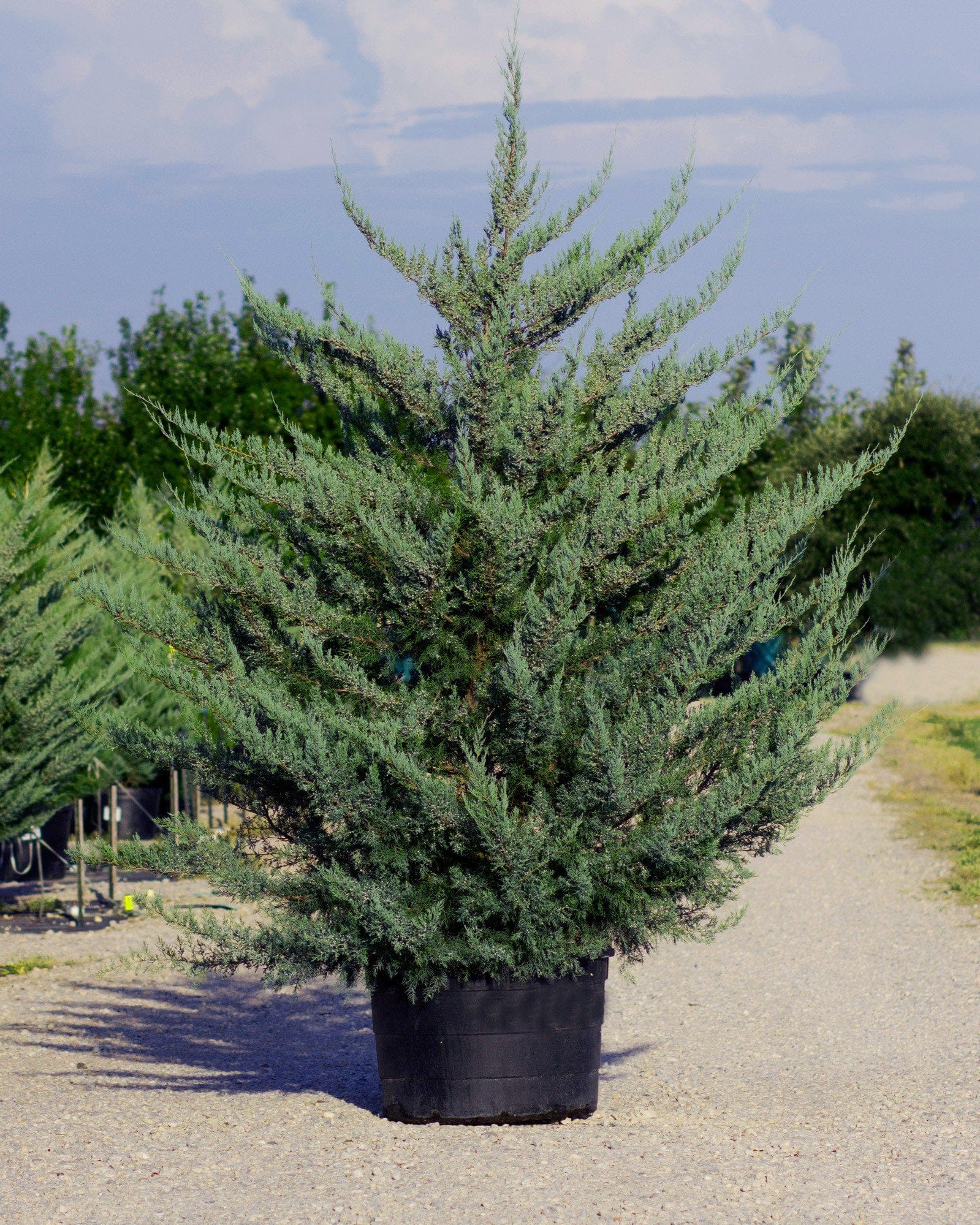 Eastern Red Cedar Burkii
