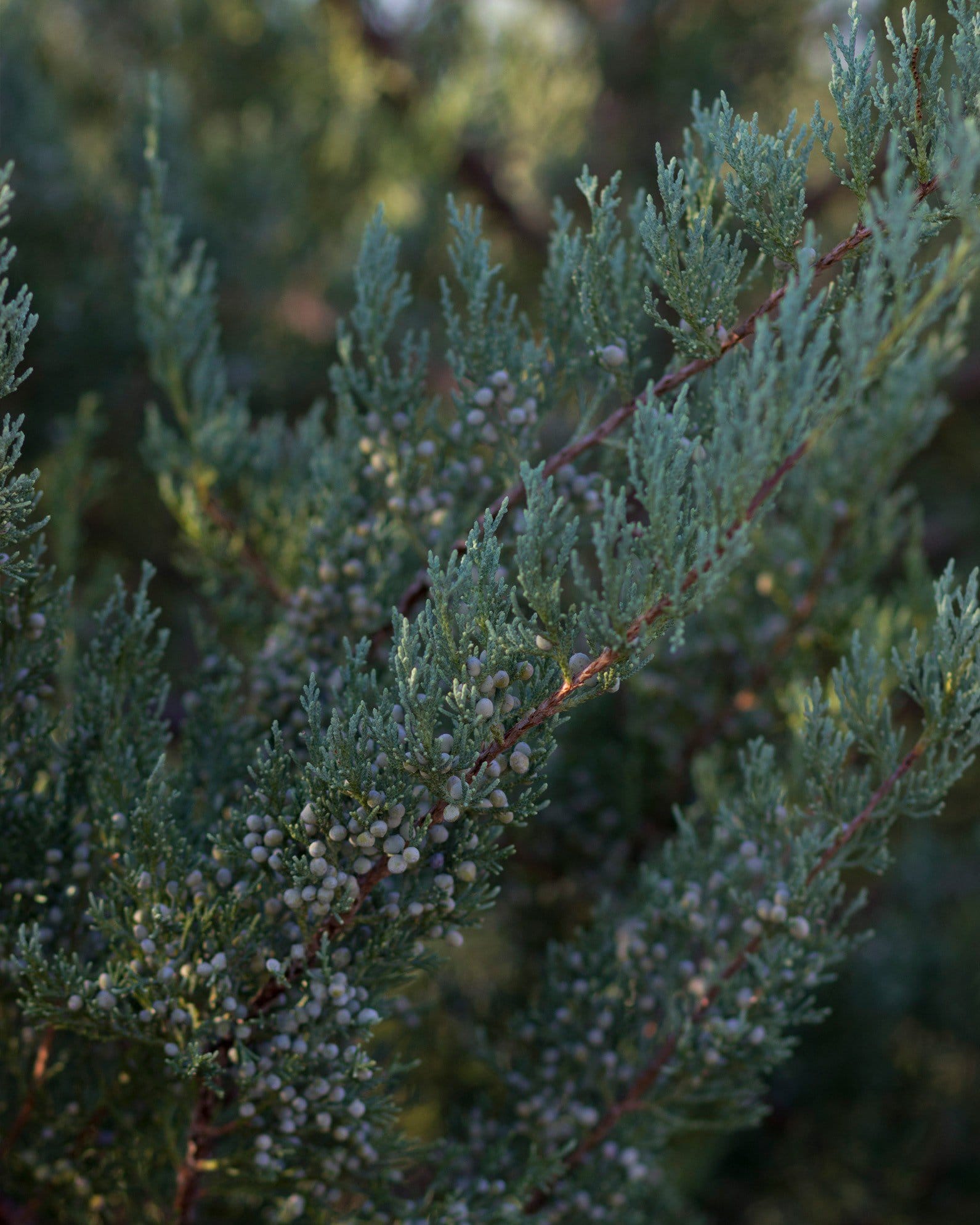 Eastern Red Cedar Burkii - view 2