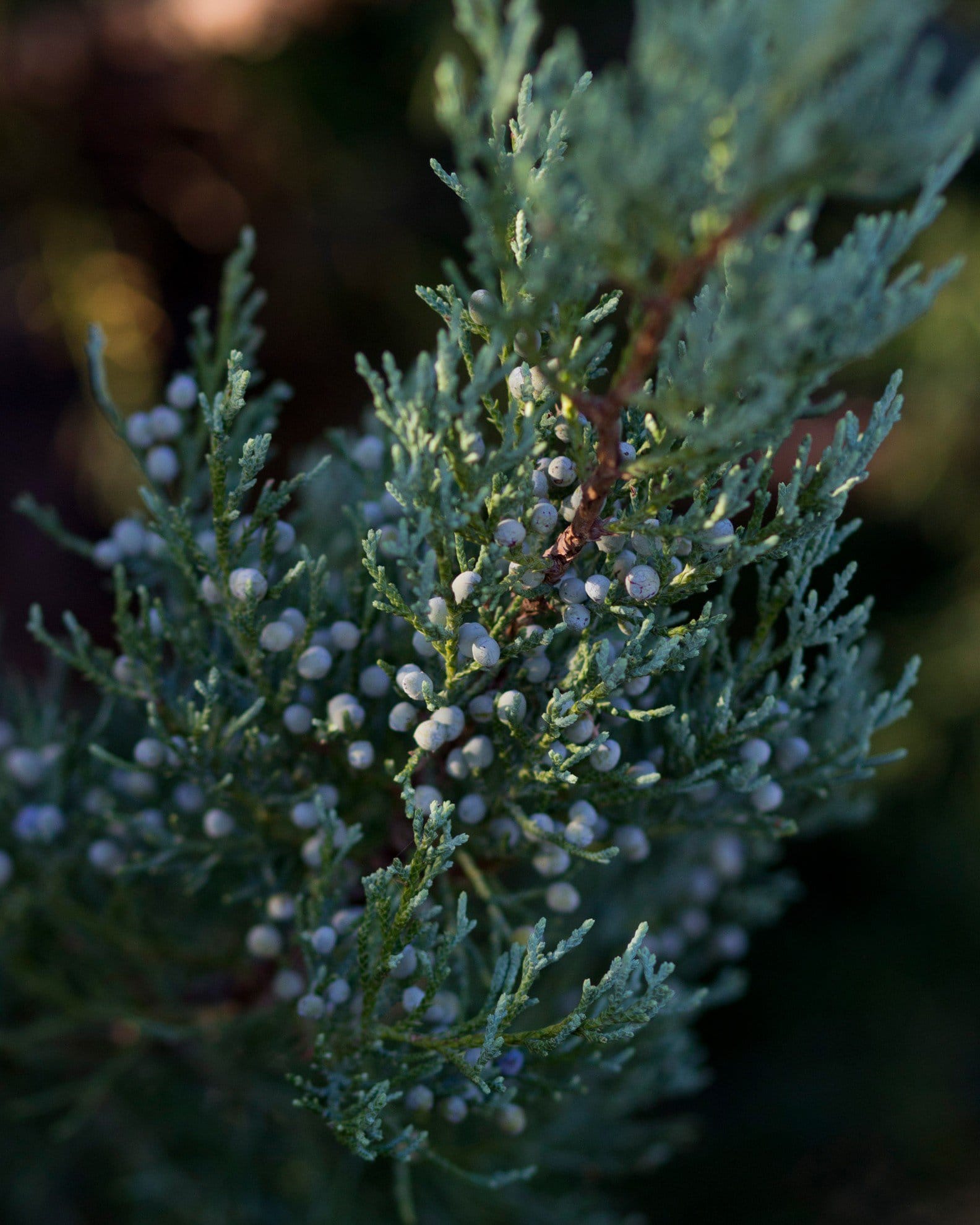 Eastern Red Cedar Burkii - view 3
