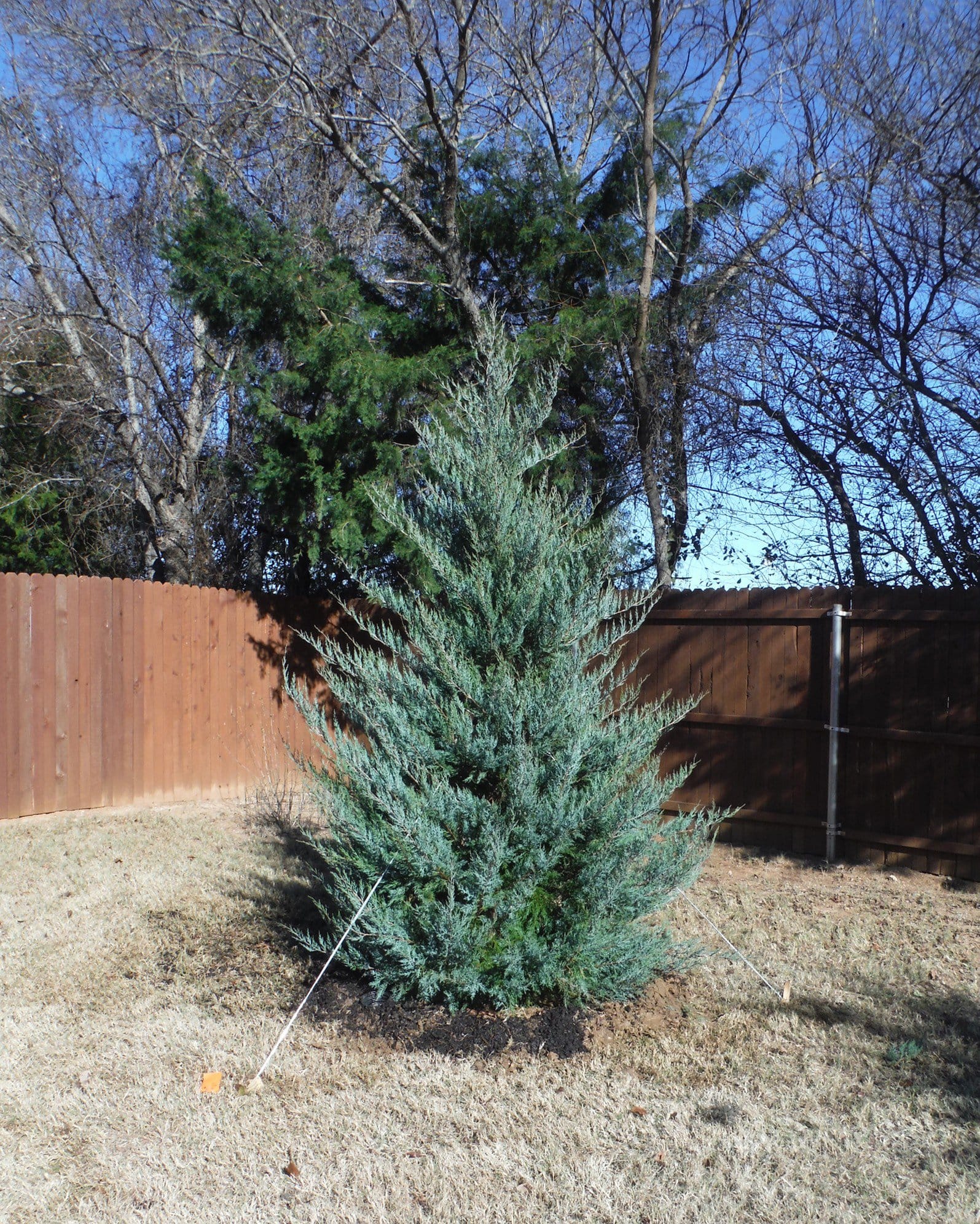 Eastern Red Cedar Burkii - view 4