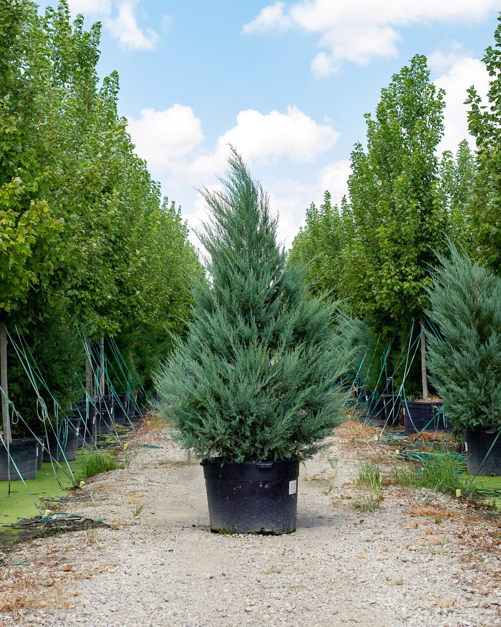 Eastern Red Cedar Burkii - view 5