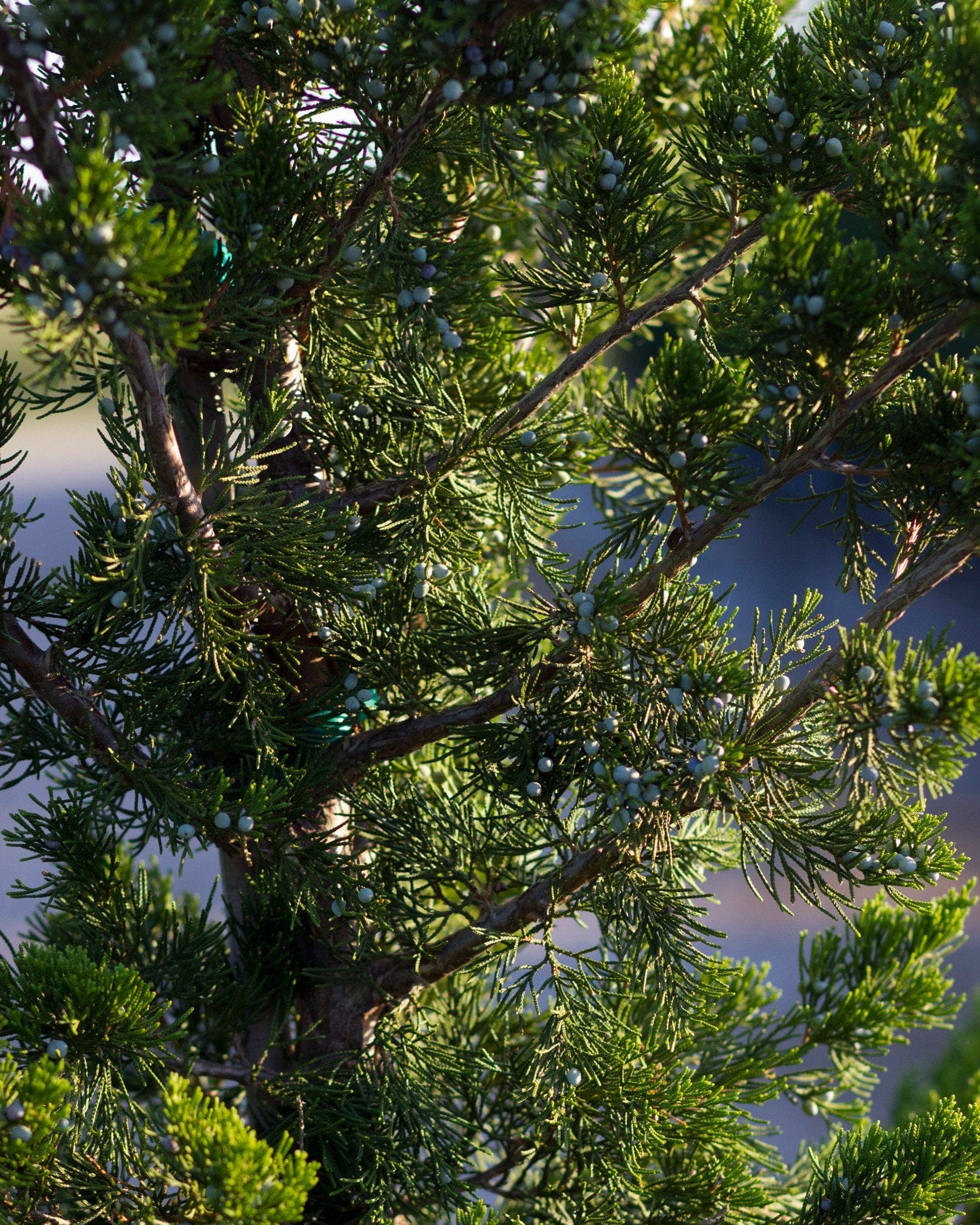 Eastern Red Cedar Canaertii - view 2