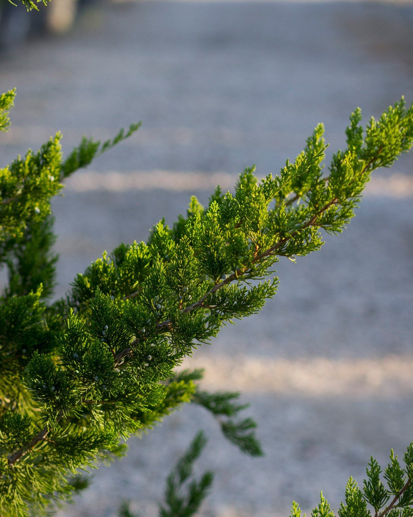 Eastern Red Cedar Canaertii - view 3