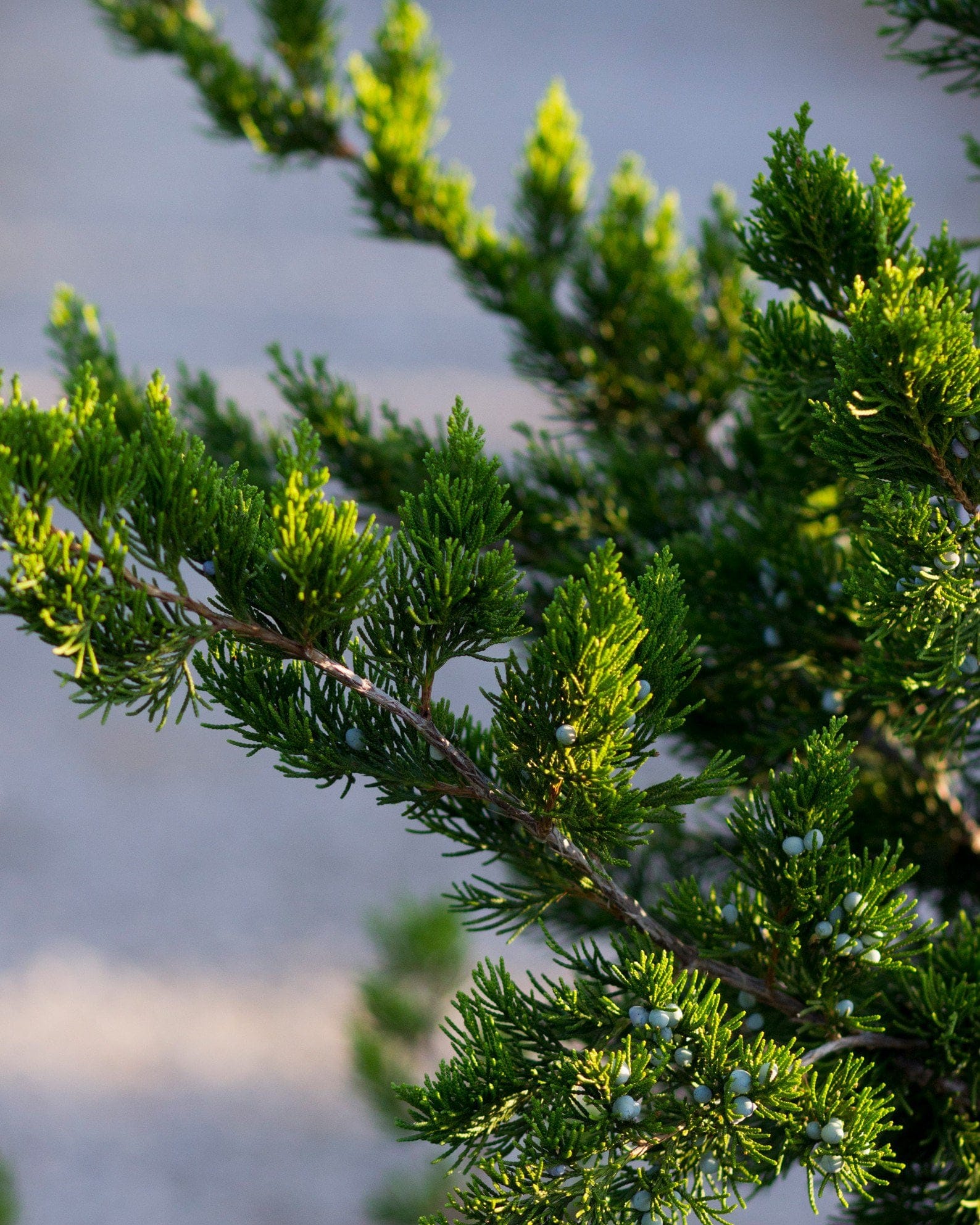 Eastern Red Cedar Canaertii - view 4