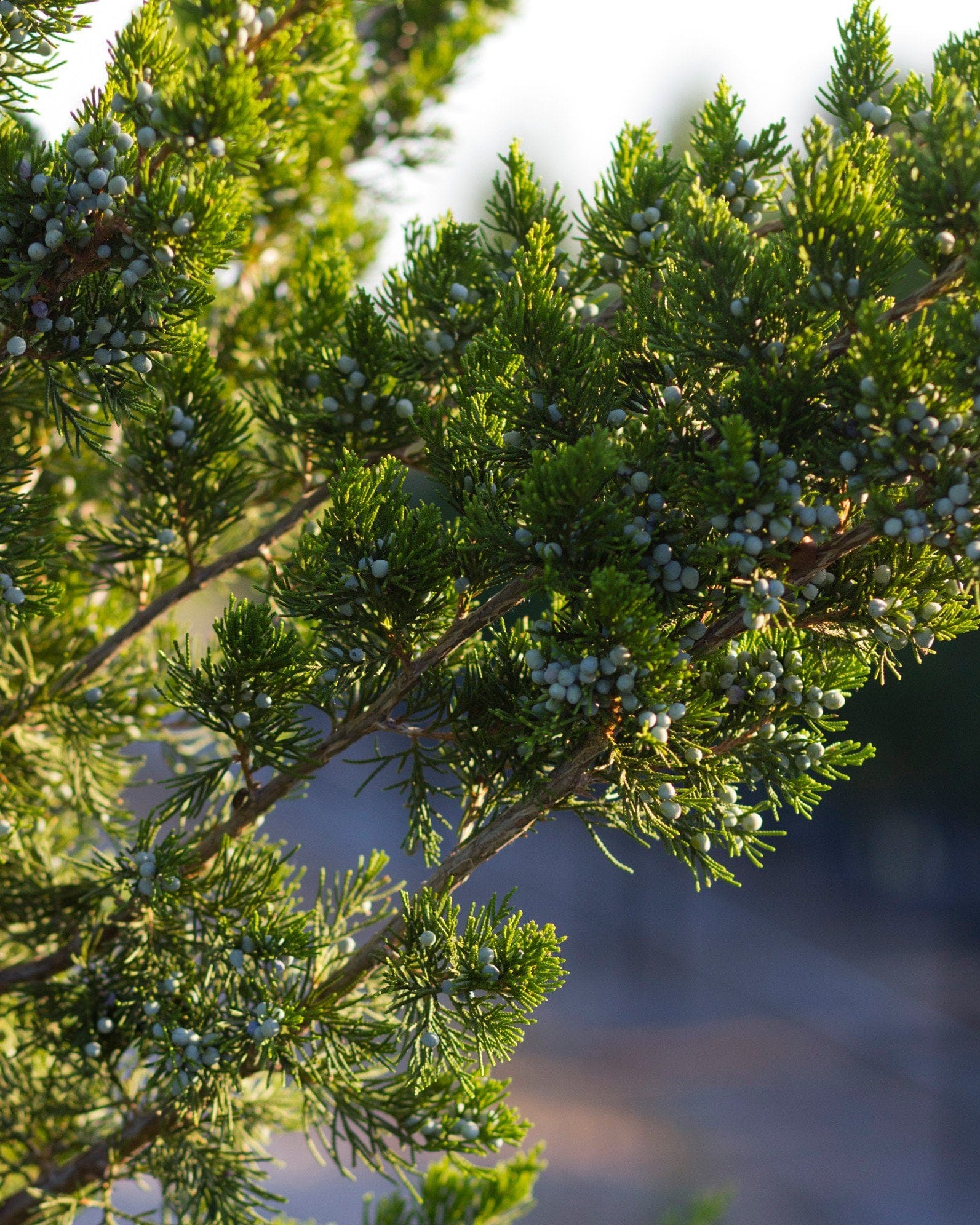 Eastern Red Cedar Canaertii - view 5