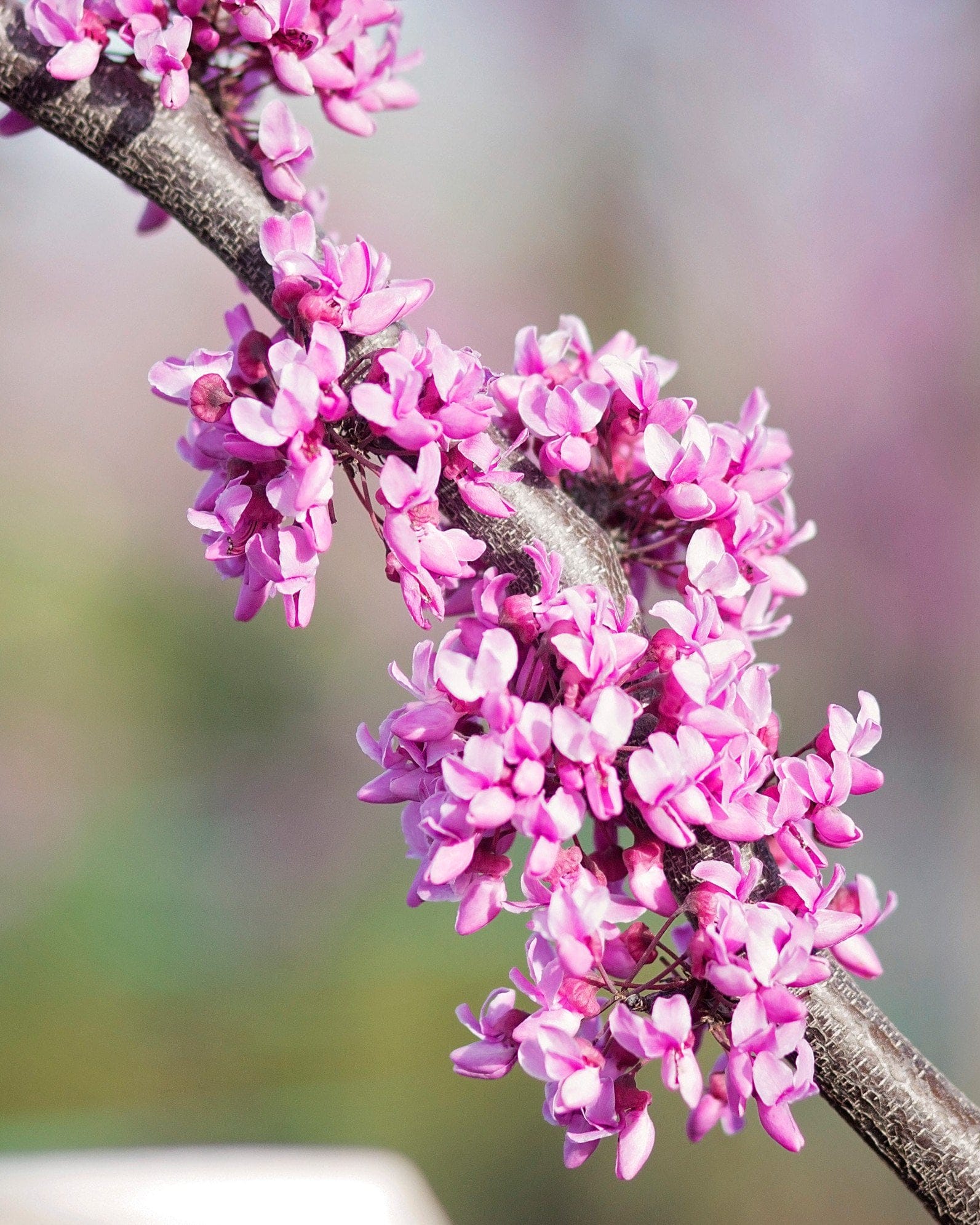 Eastern Redbud