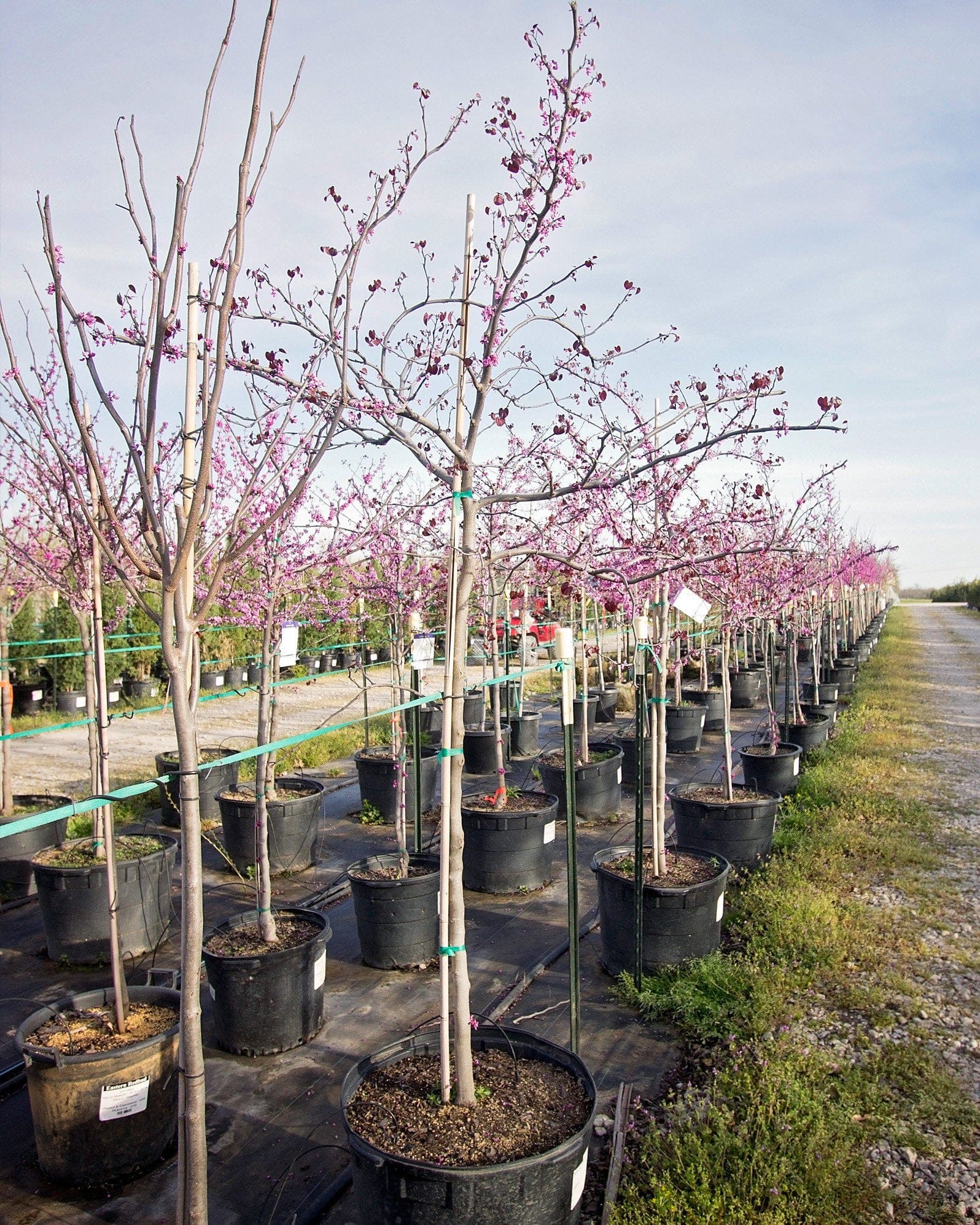 Eastern Redbud - view 2