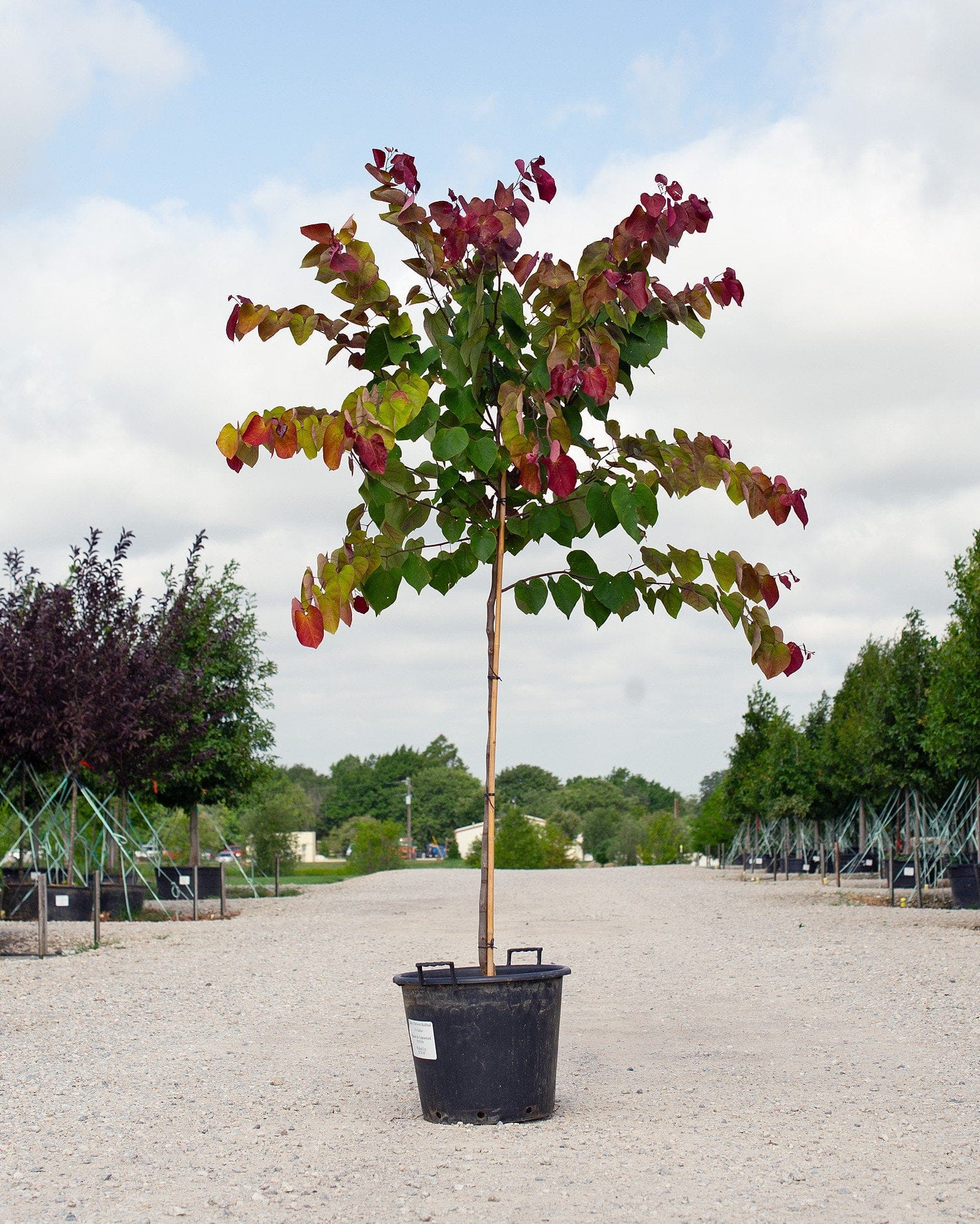 Flame Thrower Redbud