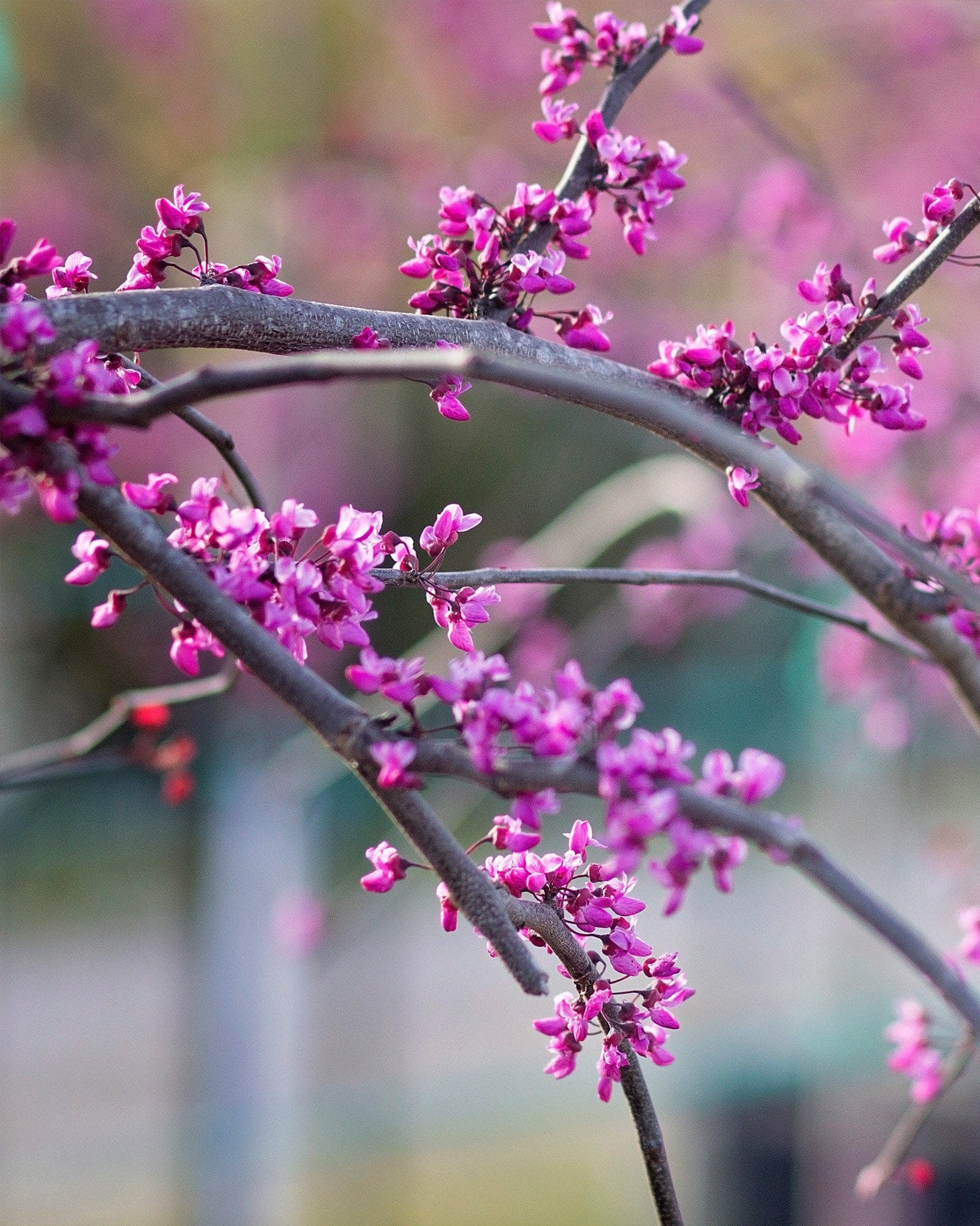 Flame Thrower Redbud - view 2