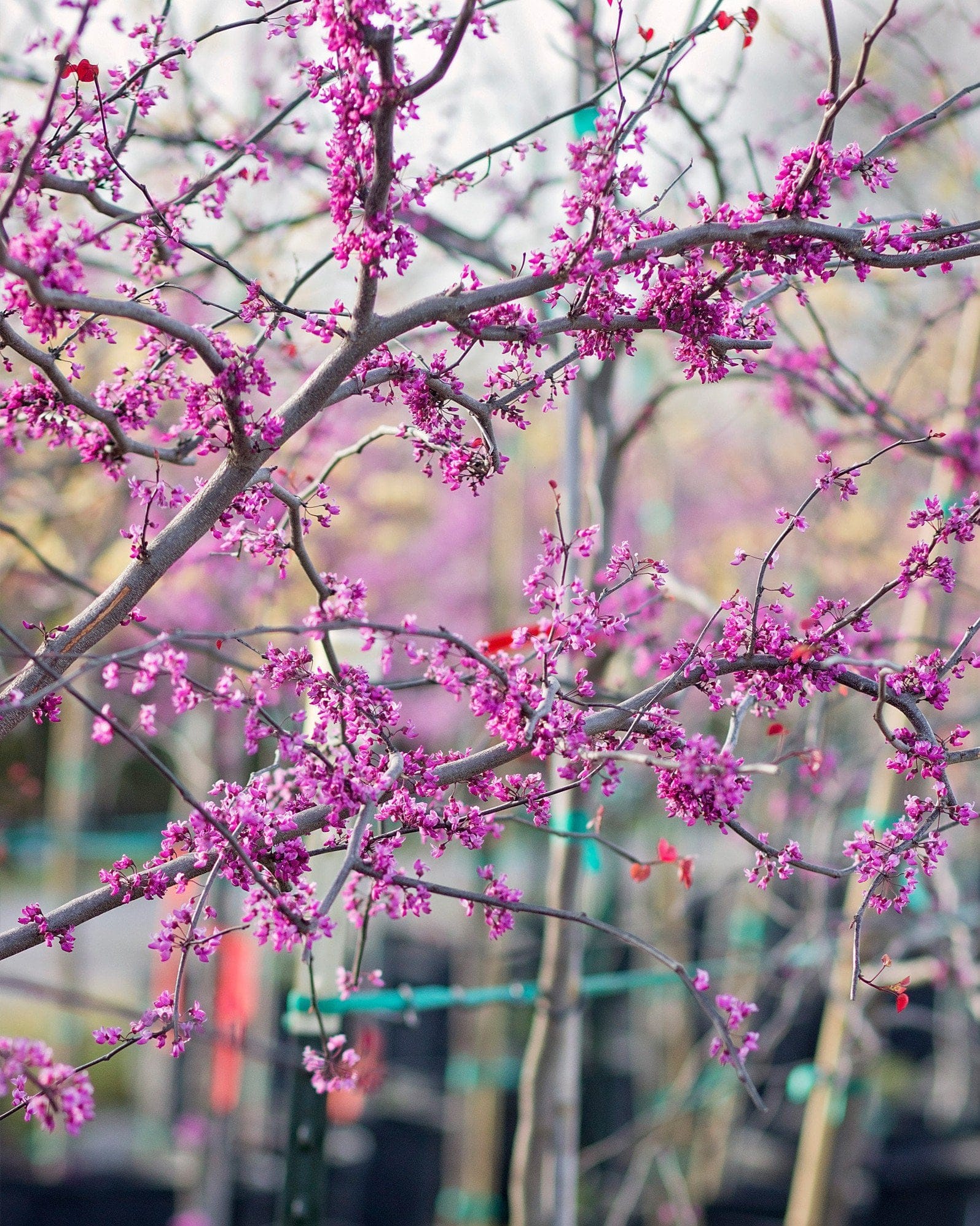 Flame Thrower Redbud - view 3