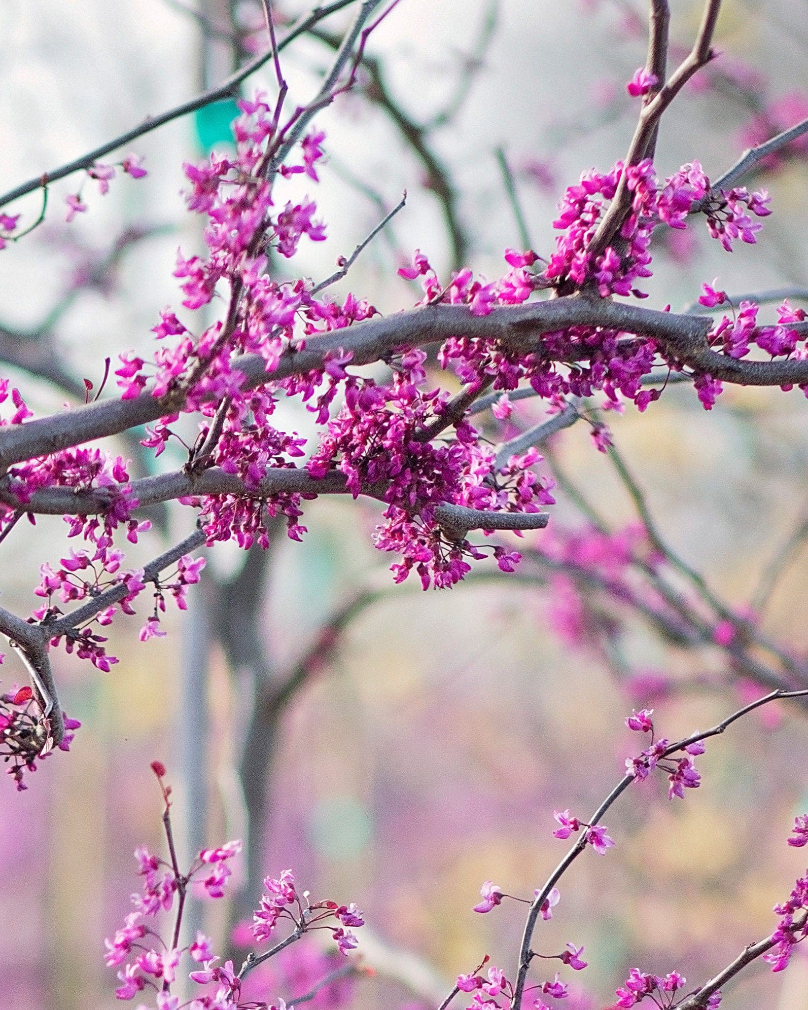 Flame Thrower Redbud - view 4