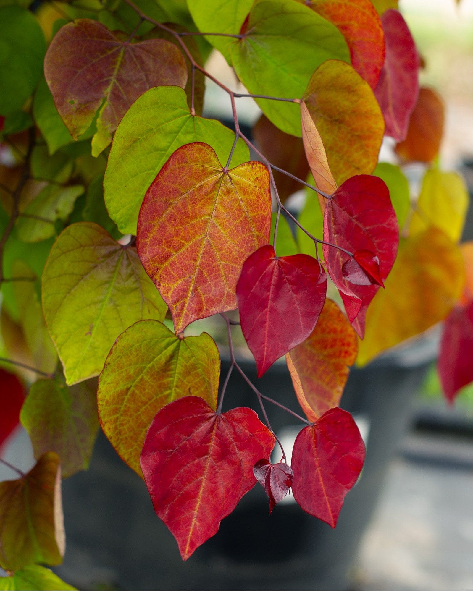 Flame Thrower Redbud - view 5
