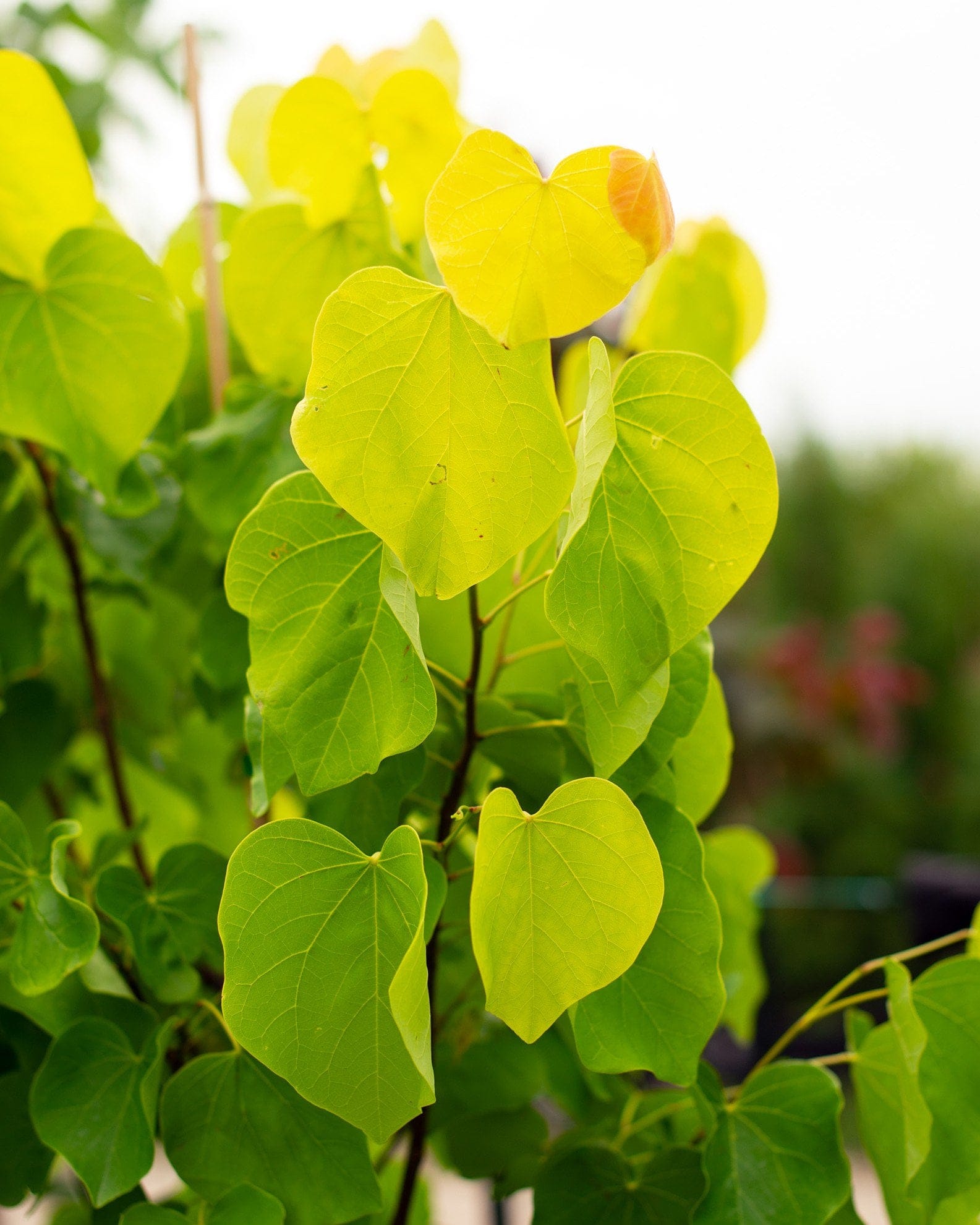 Gilded Hearts Redbud - view 3