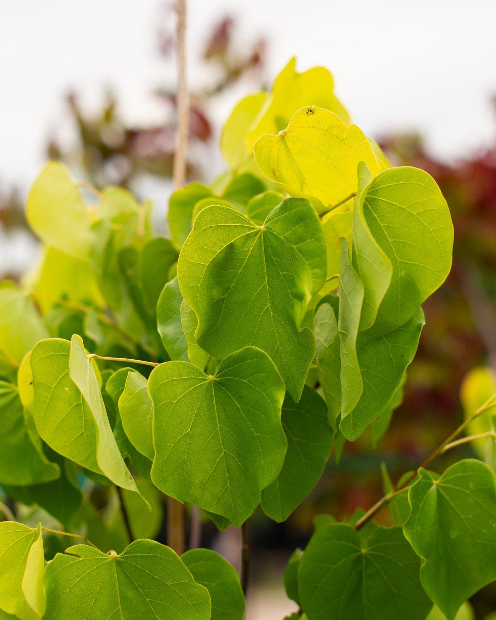 Gilded Hearts Redbud - view 4