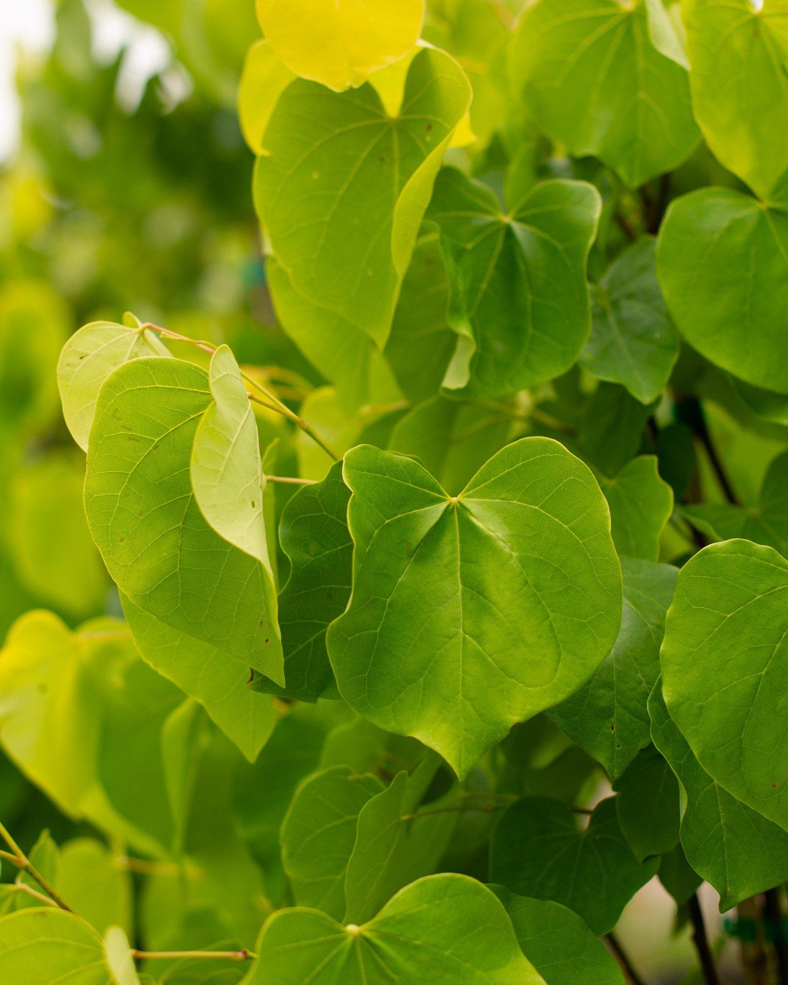 Gilded Hearts Redbud - view 5