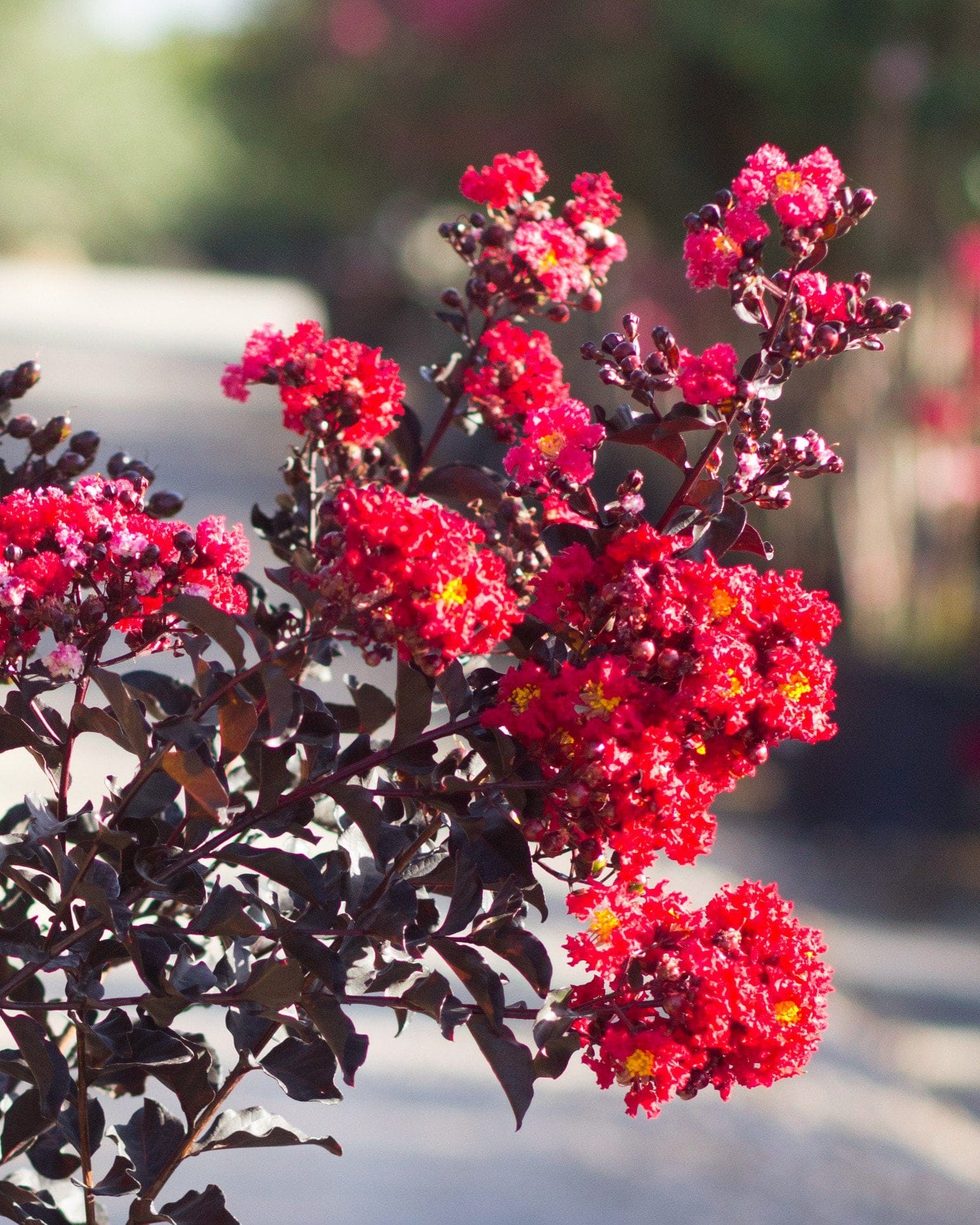 Ebony Embers Crape Myrtle
