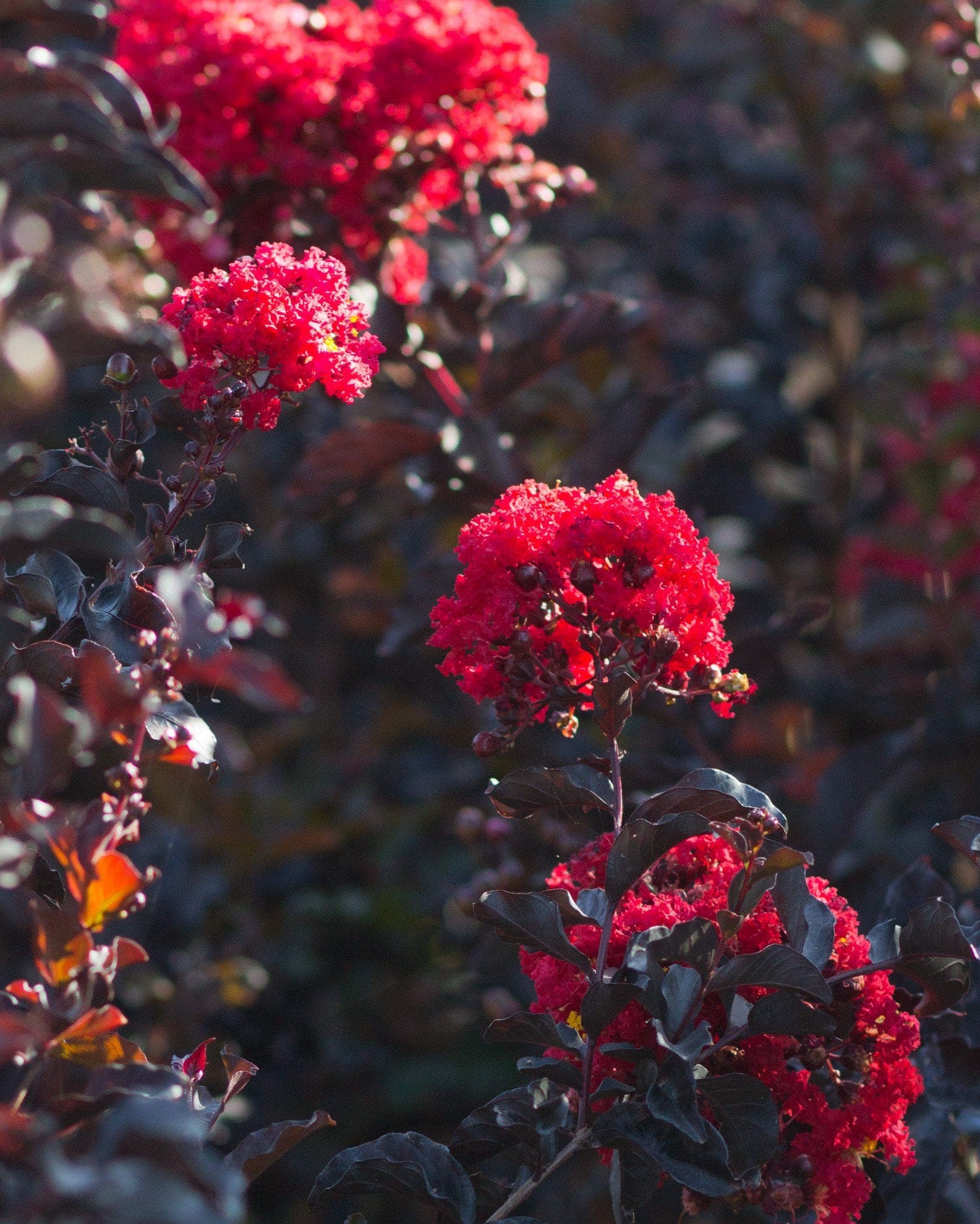 Ebony Embers Crape Myrtle - view 2