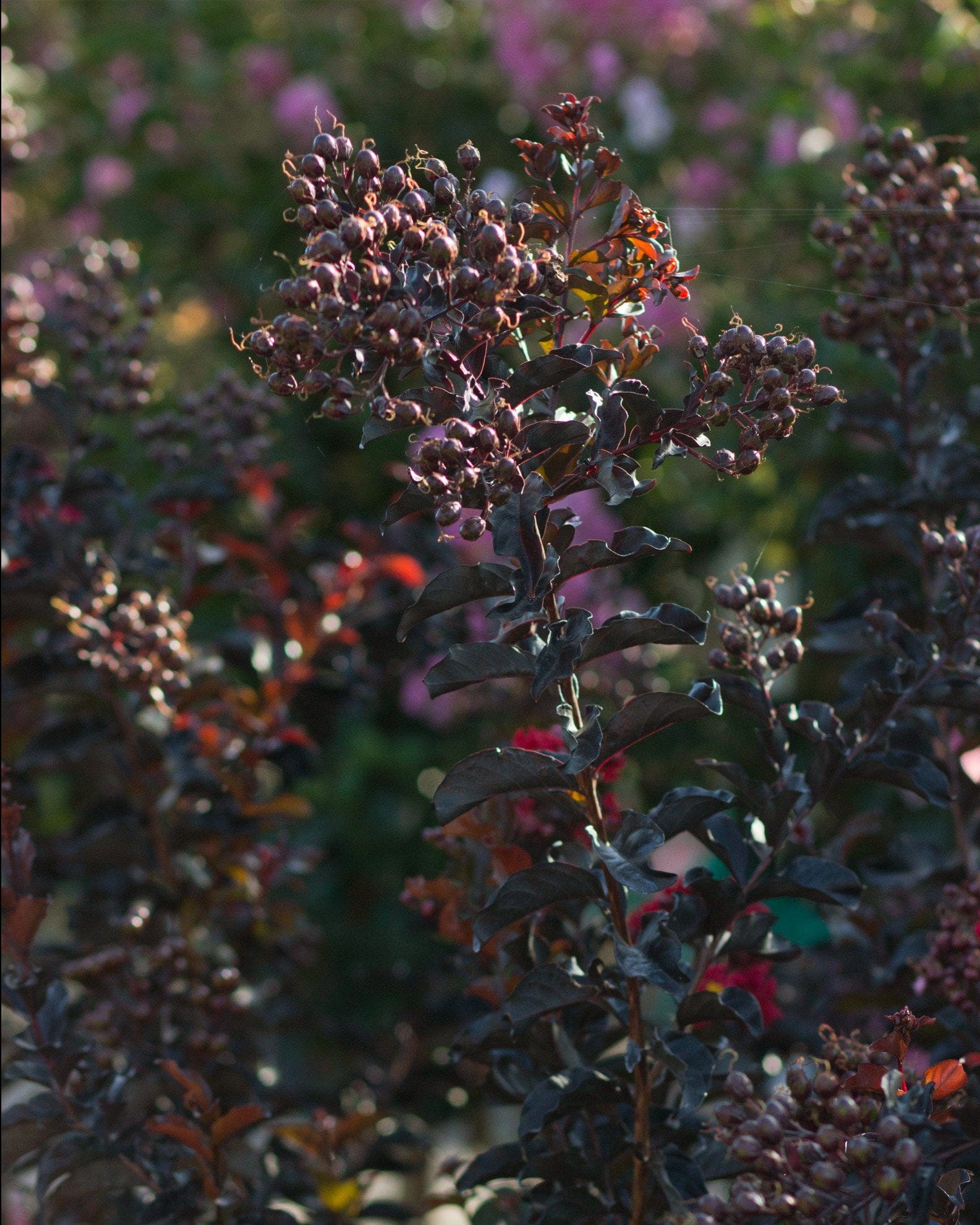 Ebony Embers Crape Myrtle - view 4