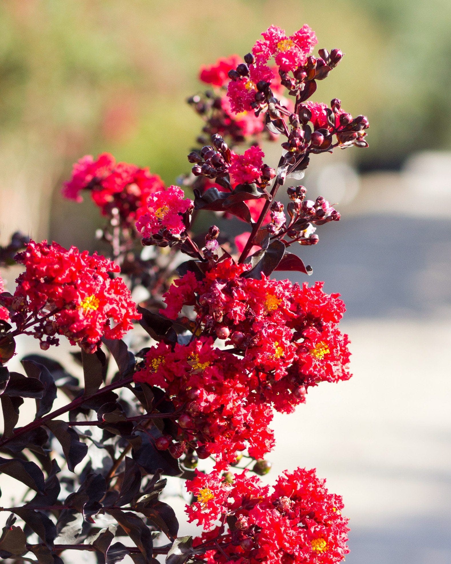 Ebony Embers Crape Myrtle - view 5