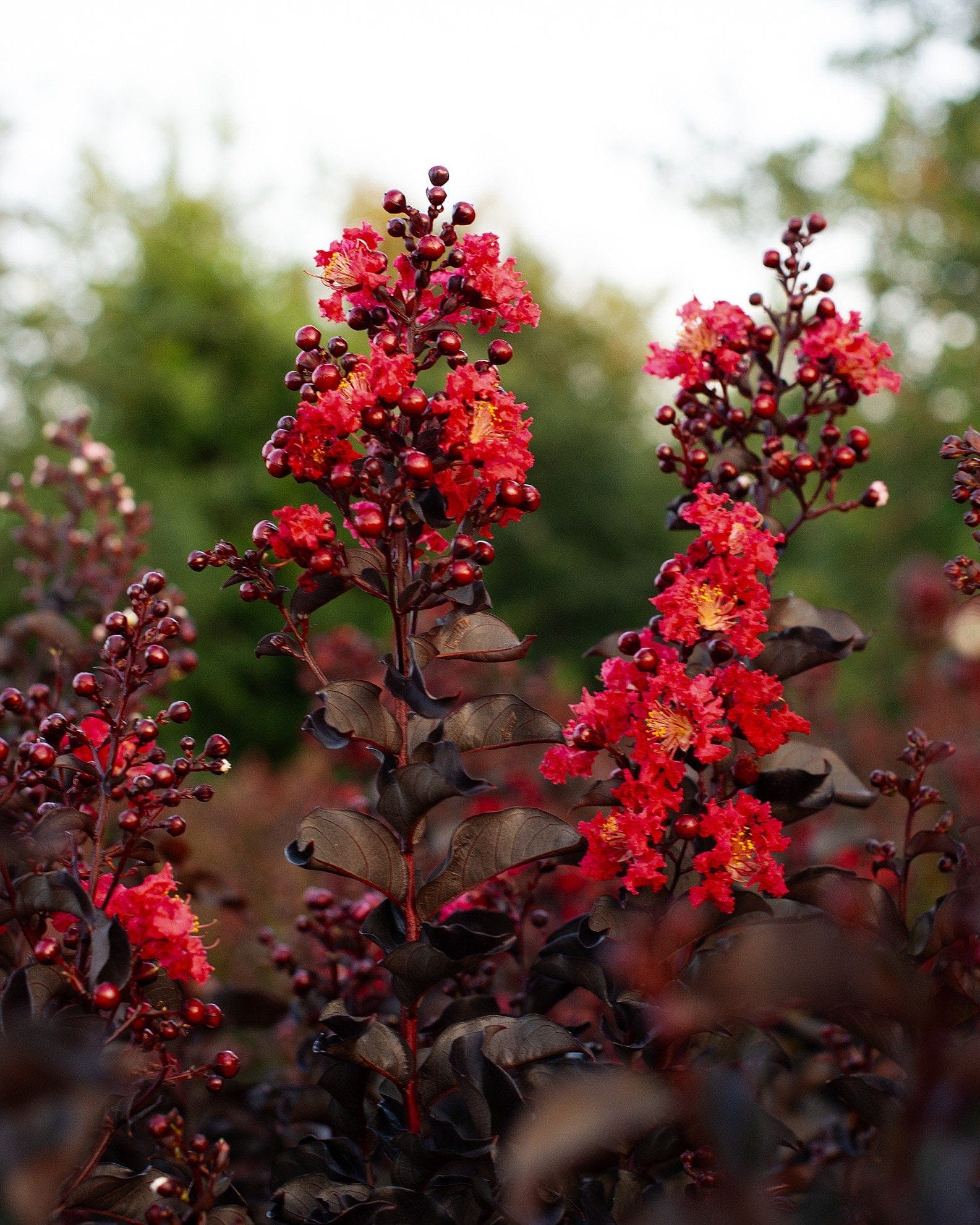 Ebony Fire Crape Myrtle - view 2