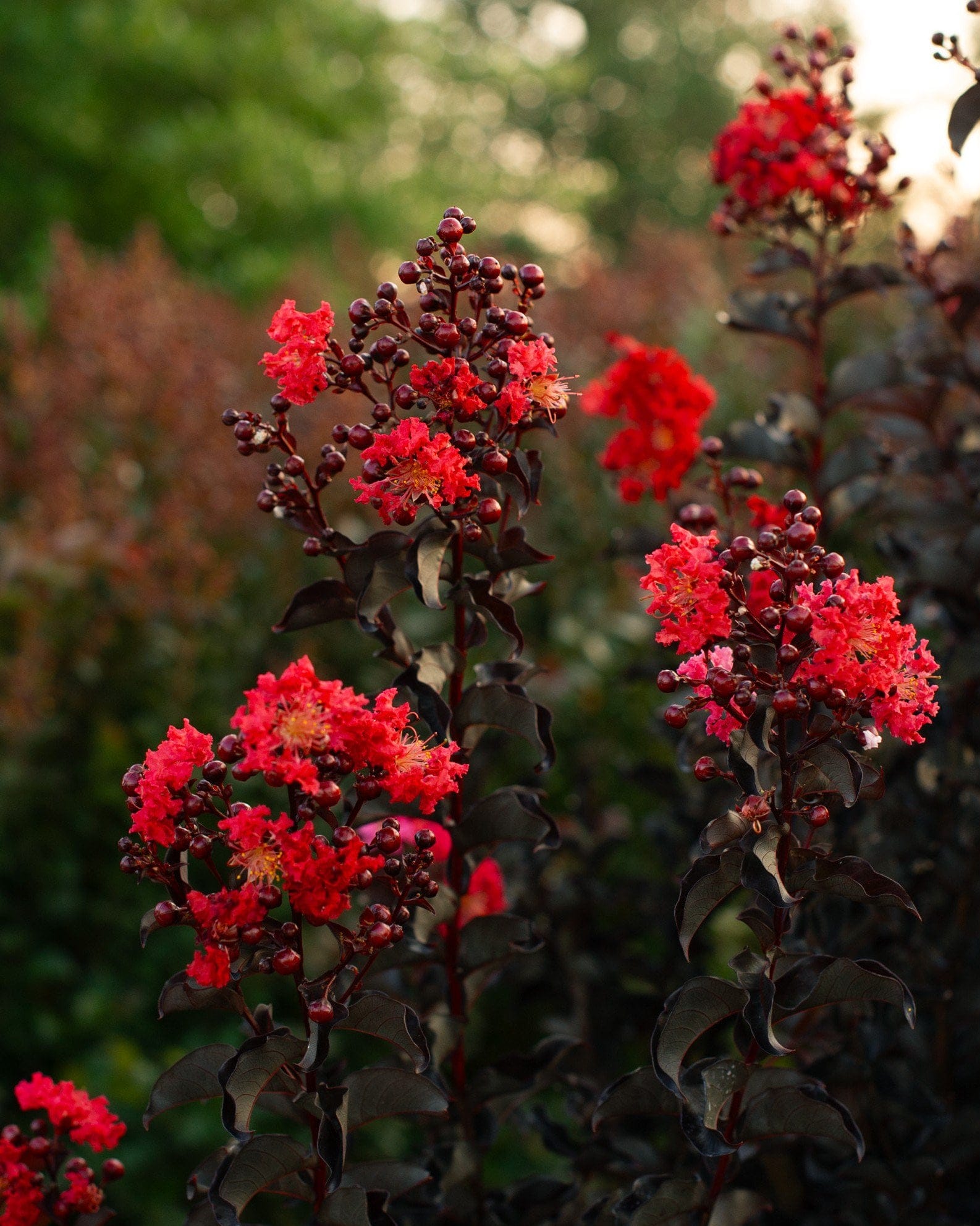 Ebony Fire Crape Myrtle - view 3
