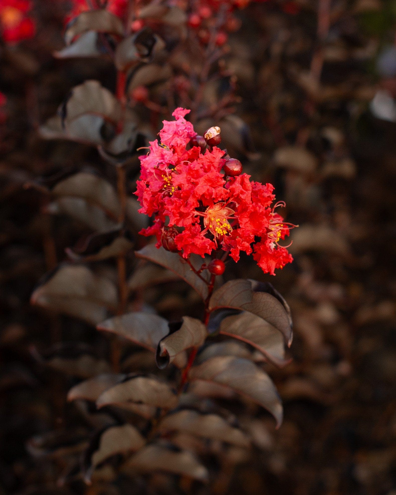 Ebony Fire Crape Myrtle - view 4