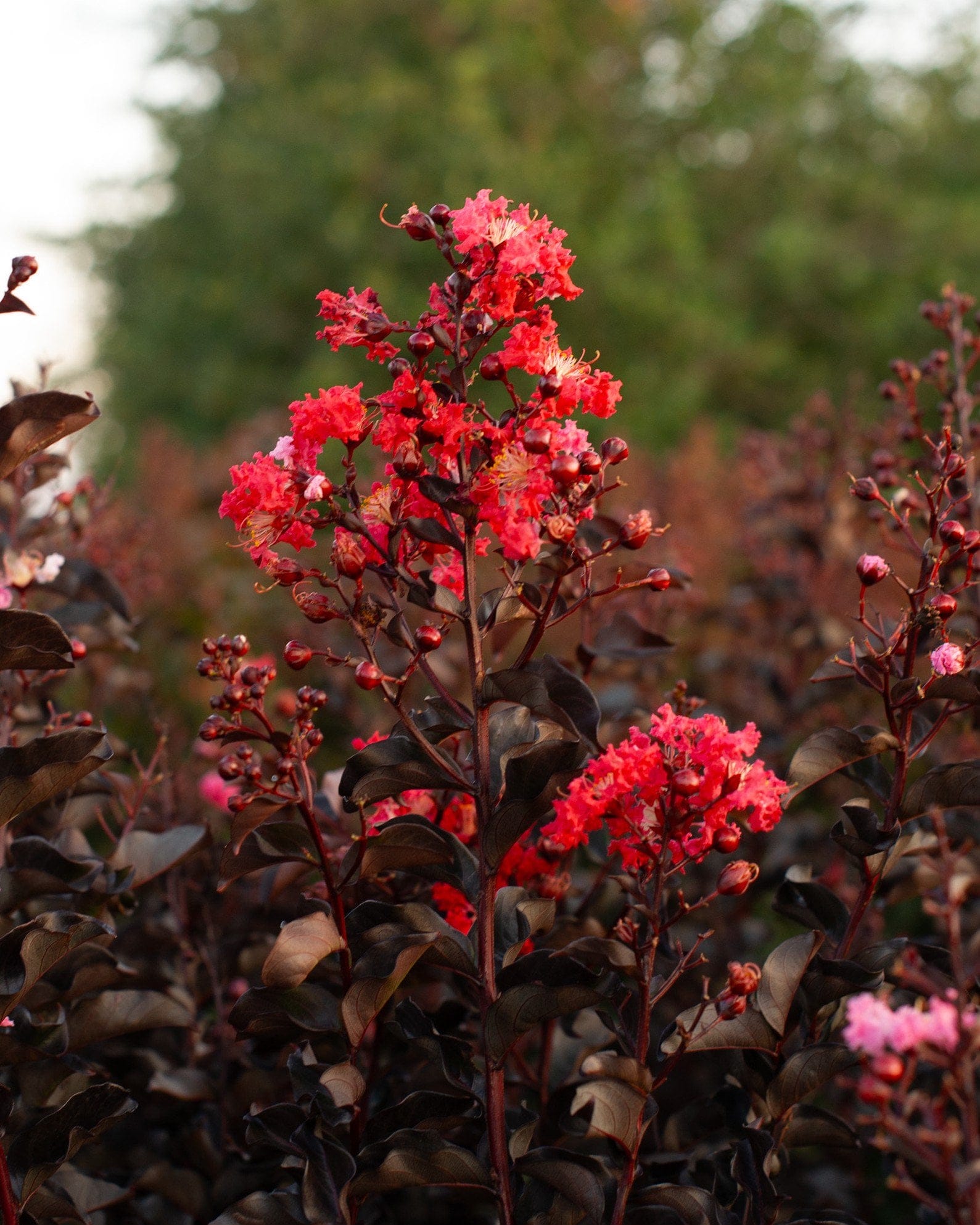 Ebony Fire Crape Myrtle - view 5