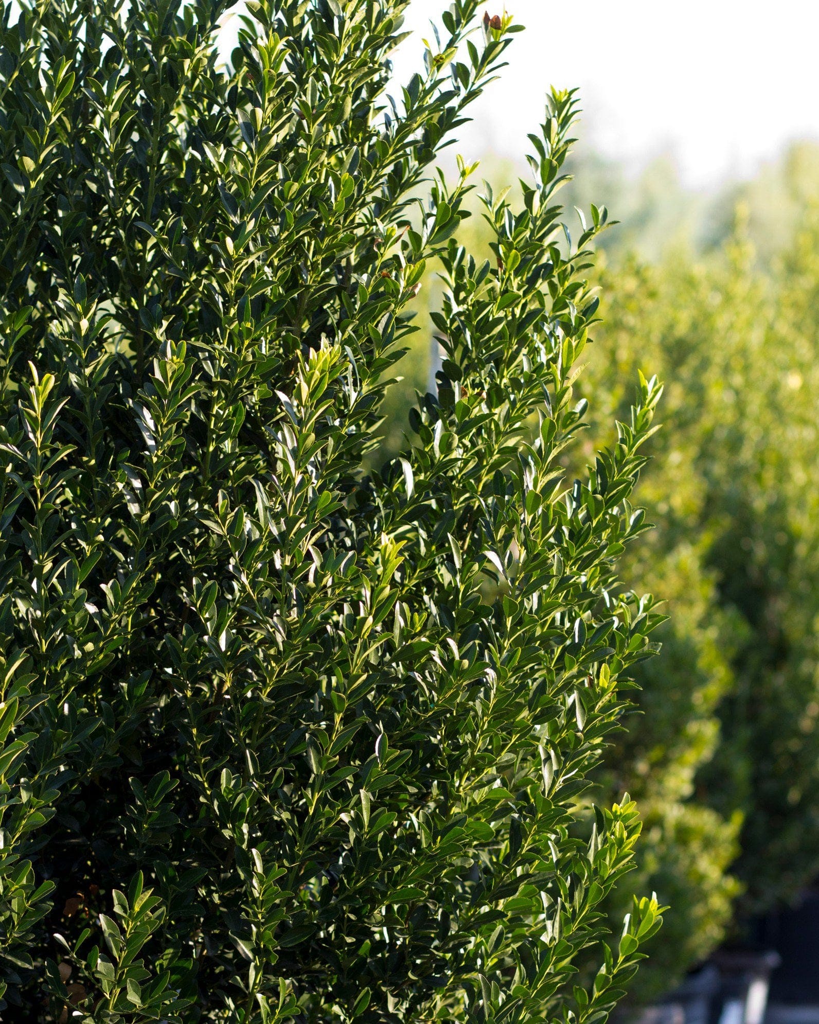 Emerald Colonnade Holly - view 2