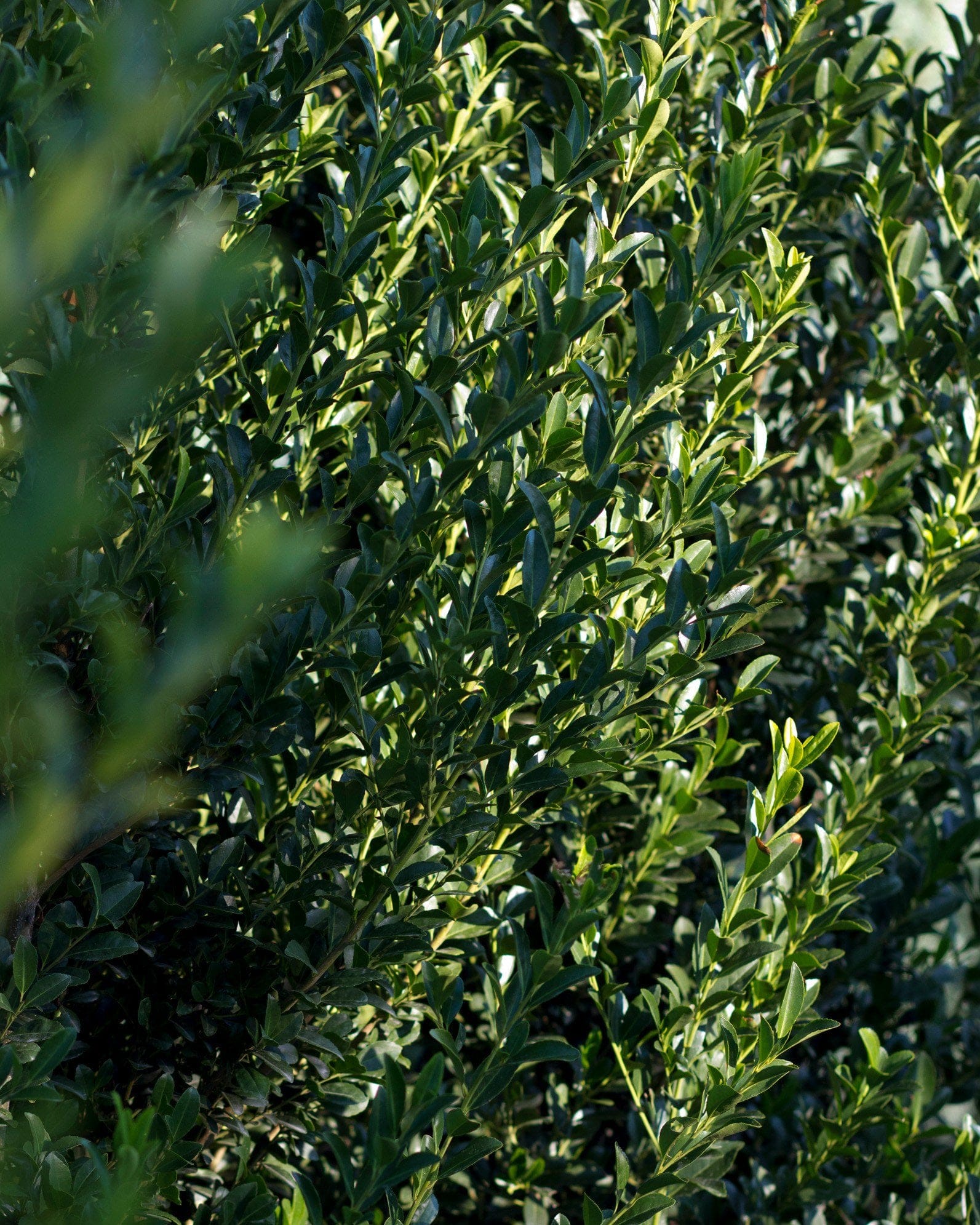 Emerald Colonnade Holly - view 3