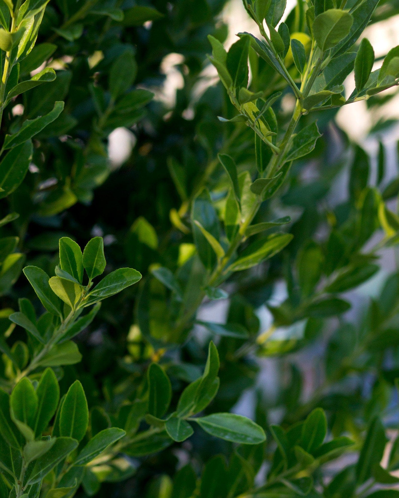 Emerald Colonnade Holly - view 4